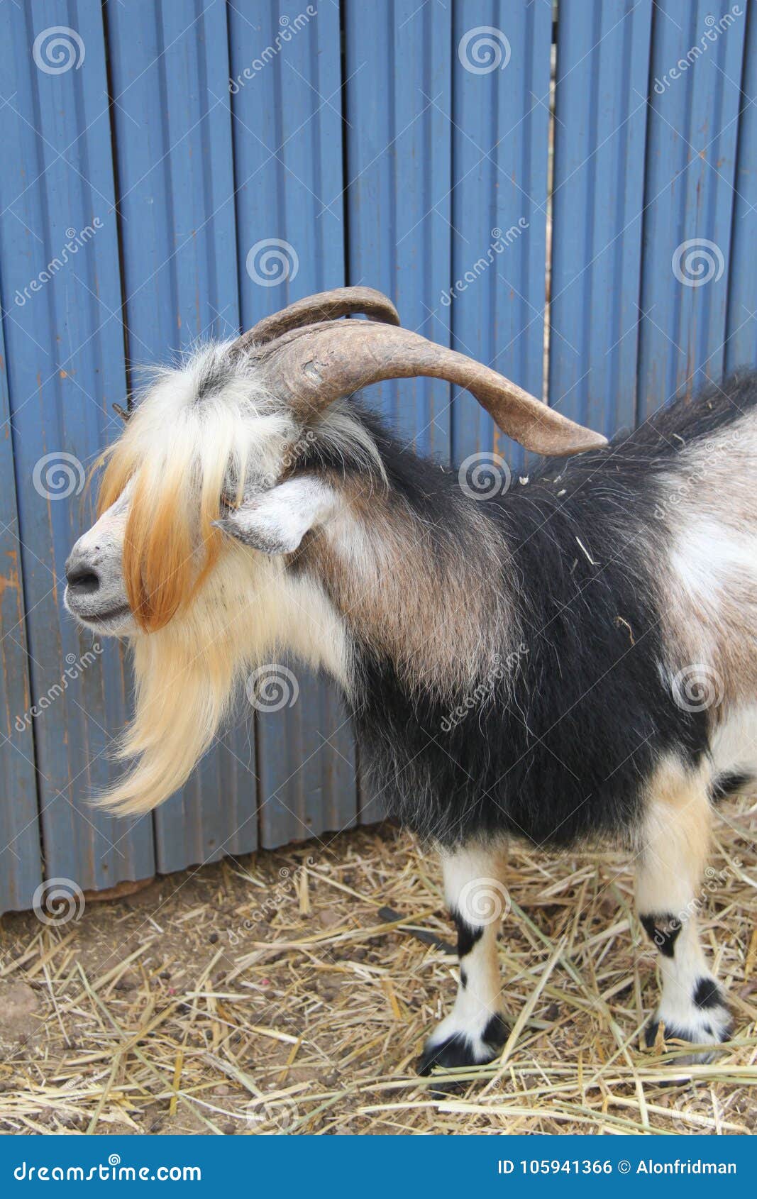 Goat with Long Hair and Horns Stock Photo - Image of head, long: 105941366 Goat with Long Hair and Horns Stock Photo - Image of head, long: 105941366
