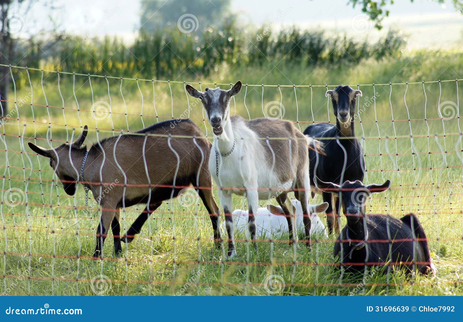 Goat bleats stock image. Image of open, farm, rural, goat 31696639