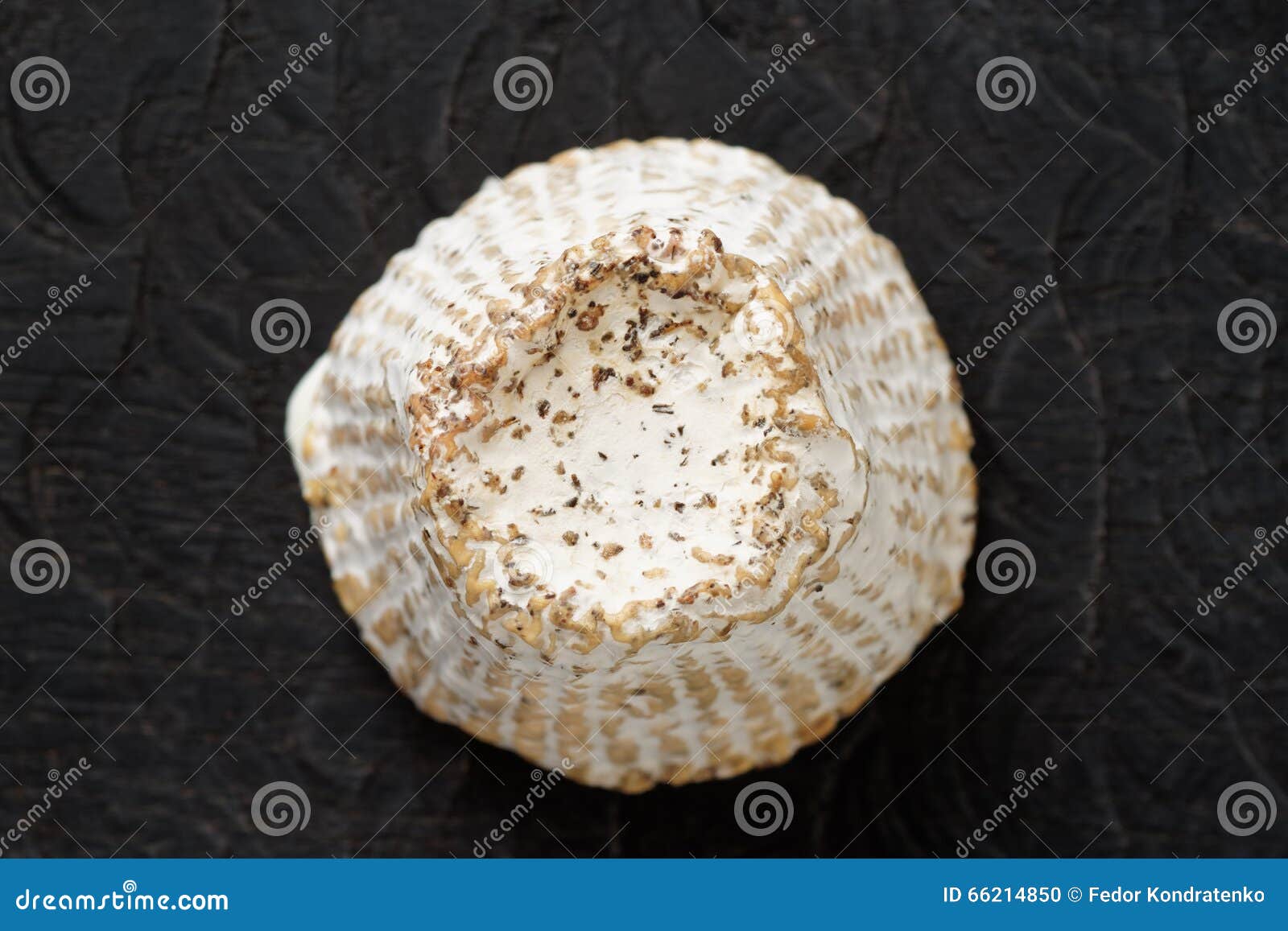 Goat Cheese with Mold Crust Stock Photo Image of crust, scented 66214850