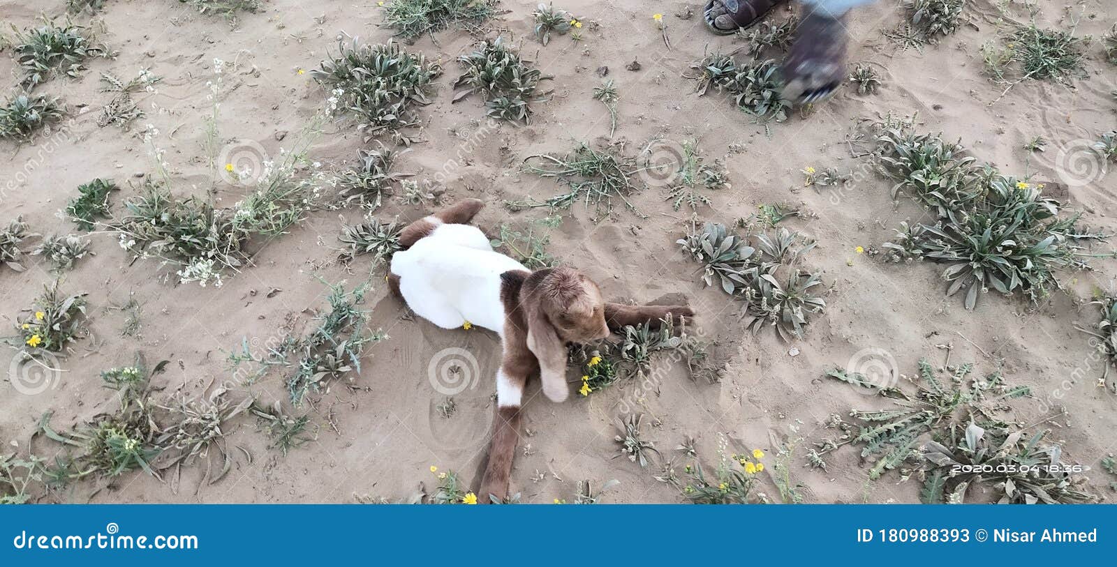 Goat Child Best Shot stock image. Image of shot, goat 180988393