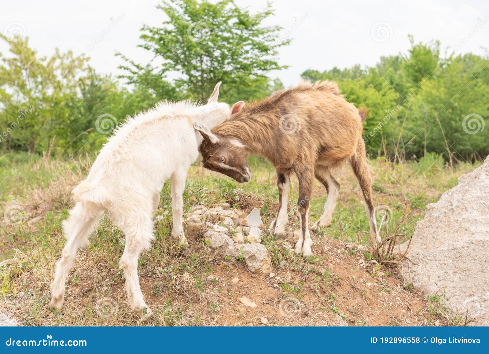 goat cubs playing on the rocks