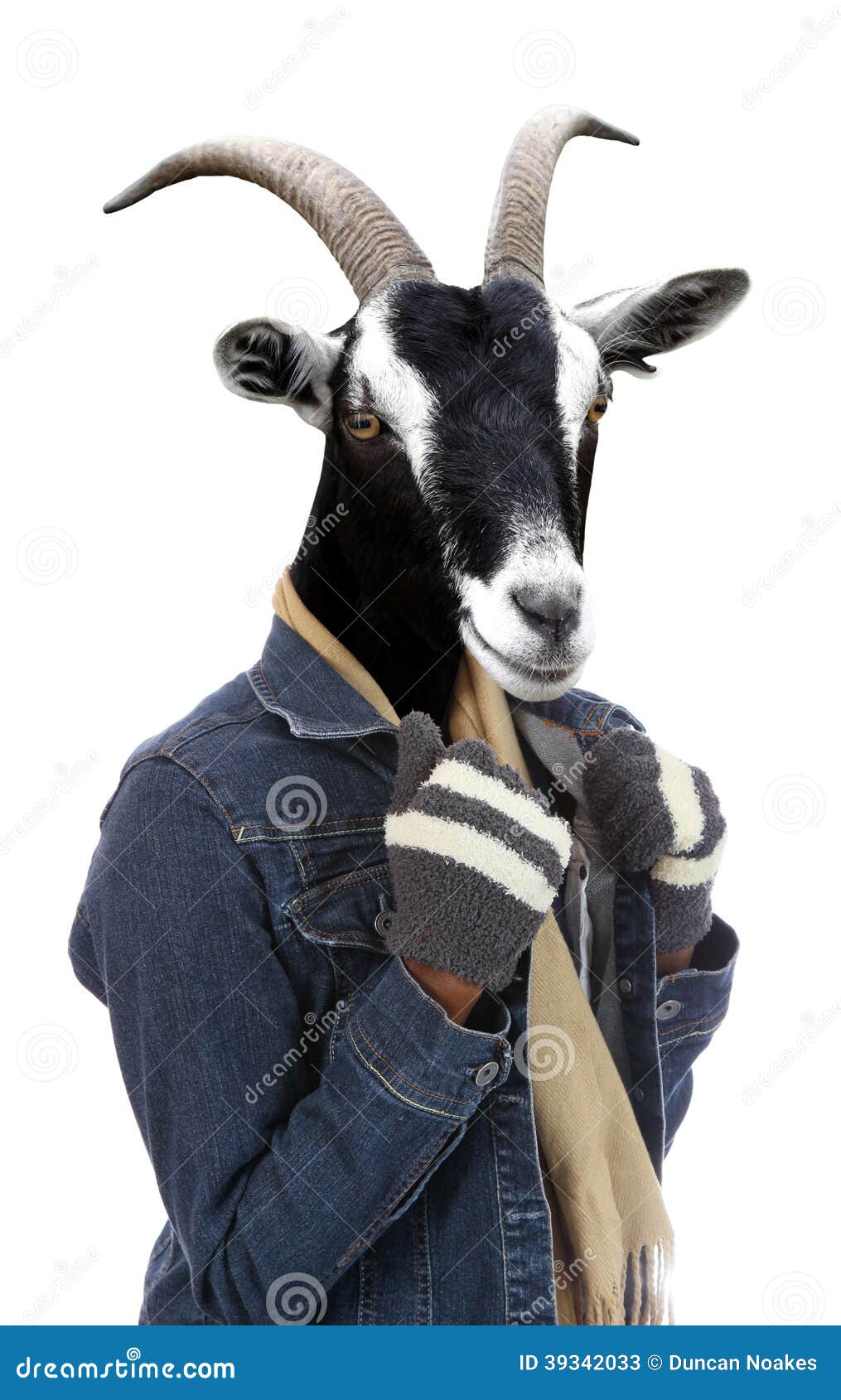 Goat Dressed In Woman S Winter Wear Concept Stock Image