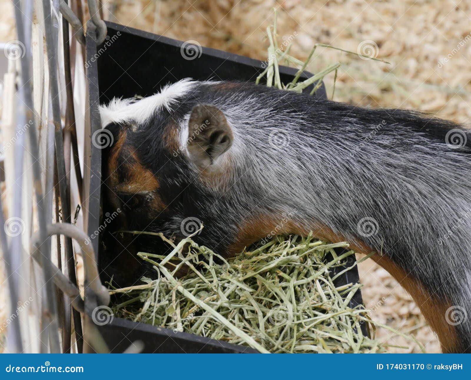 Goat Eating Grass from a Feeder Stock Photo Image of snack, young