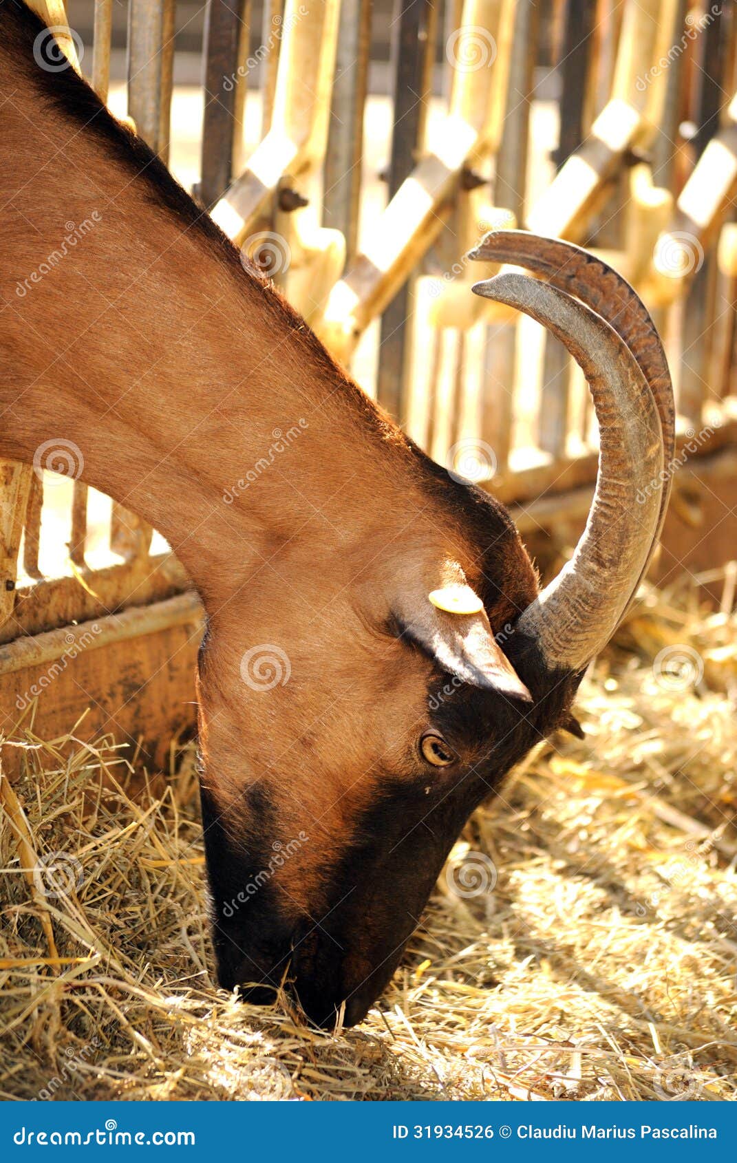Goat eating hay stock photo. Image of animals, summer 31934526