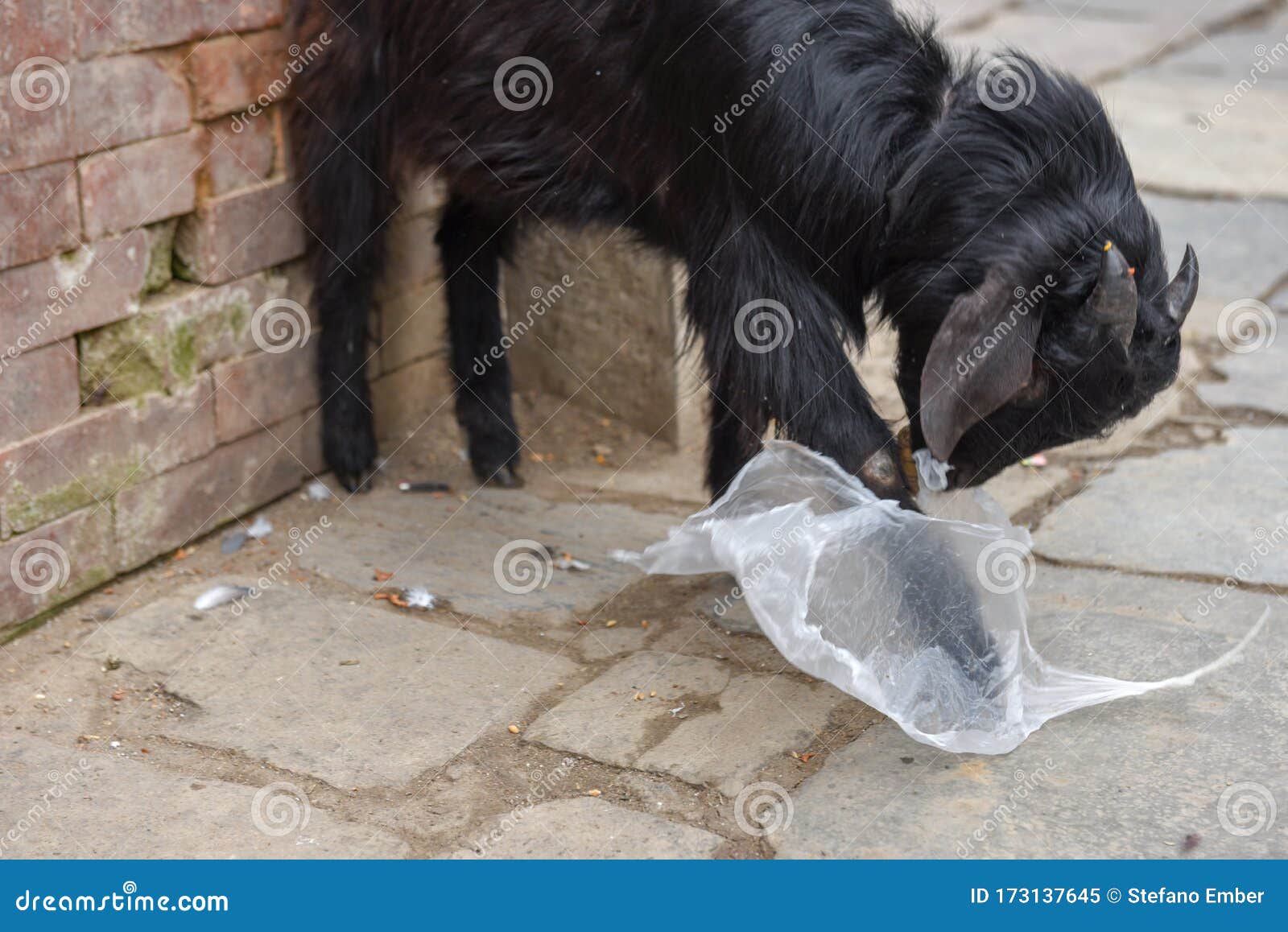 Goat Eating a Plastic Bag at Kathmandu in Nepal Stock Image Image of
