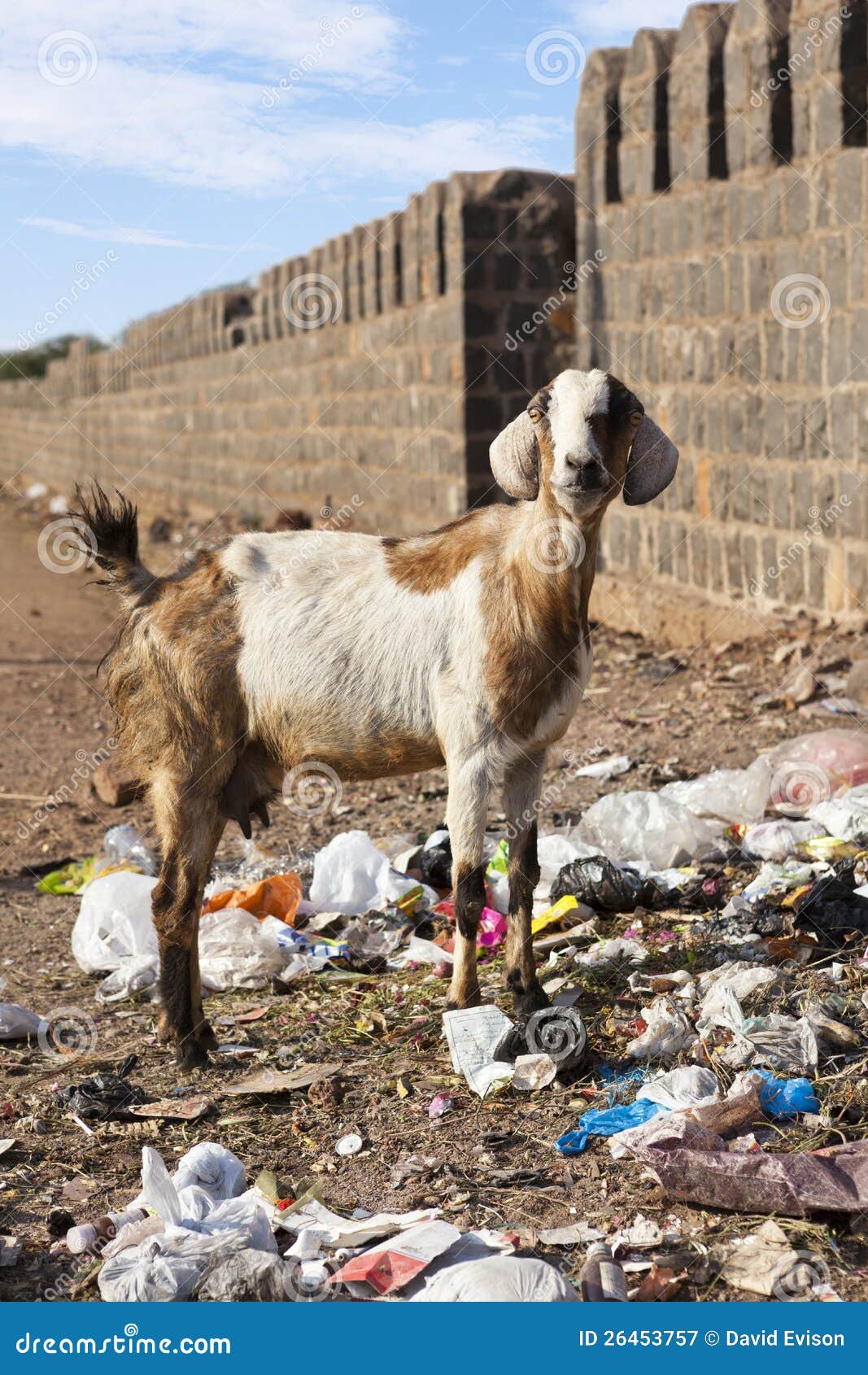 Goat Eating Argan Fruits, Morocco, Northern Africa. RoyaltyFree Stock