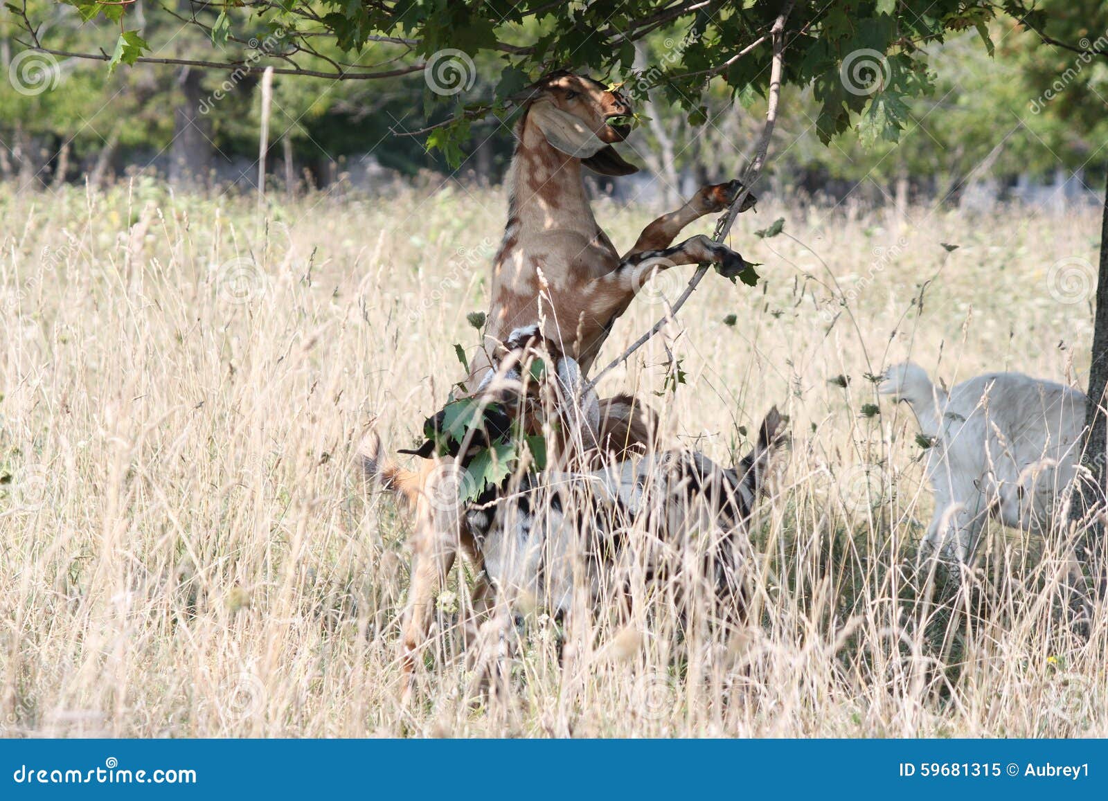 Goat Eating Tree Leaves stock image. Image of female 59681315