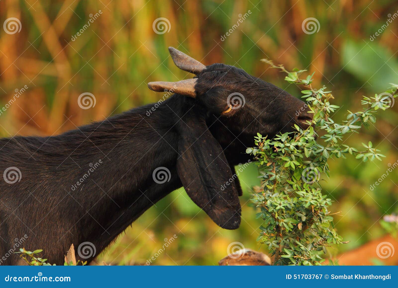 Goat eating the tree stock image. Image of agriculture 51703767