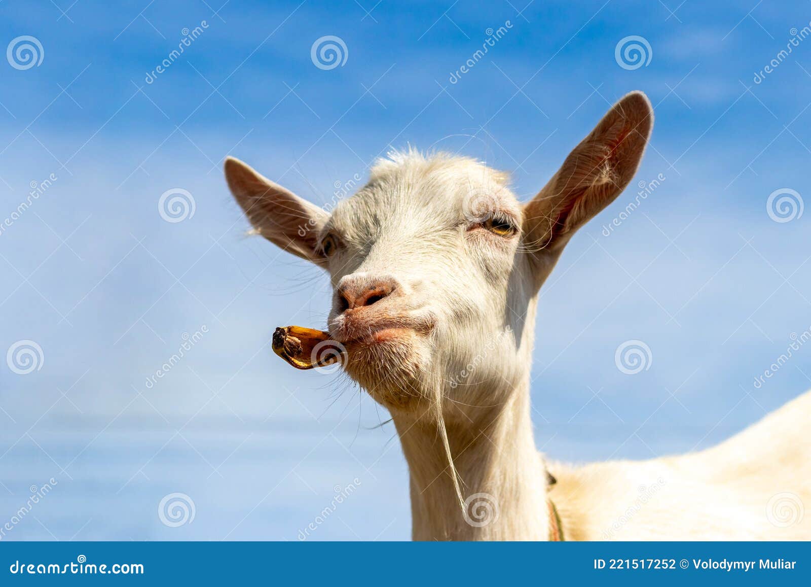 Goat Eats a Banana Peel, Interesting Animals, Funny Goat Stock Photo