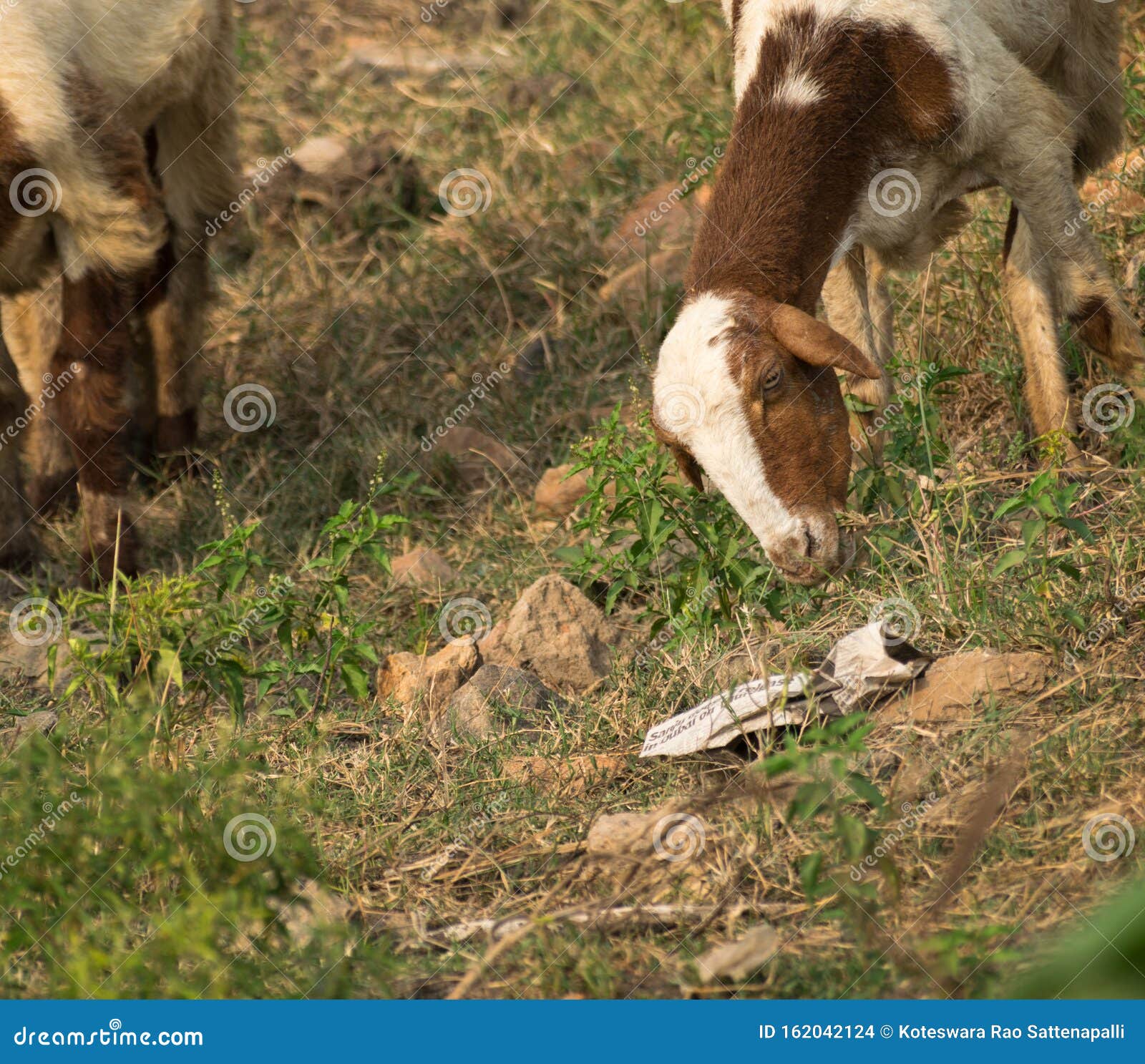 The Goat Eats Grass and Come Close To a Paper Stock Photo Image of