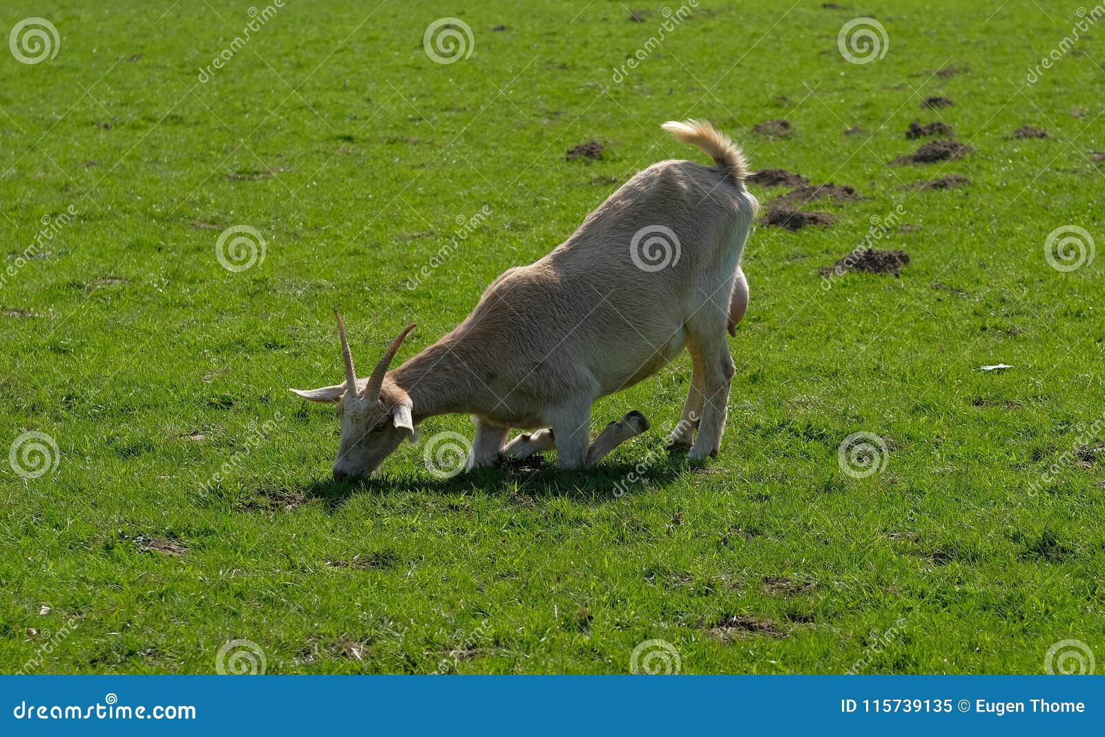 Kneeling goat stock image. Image of husbandry, ruminant 115739135