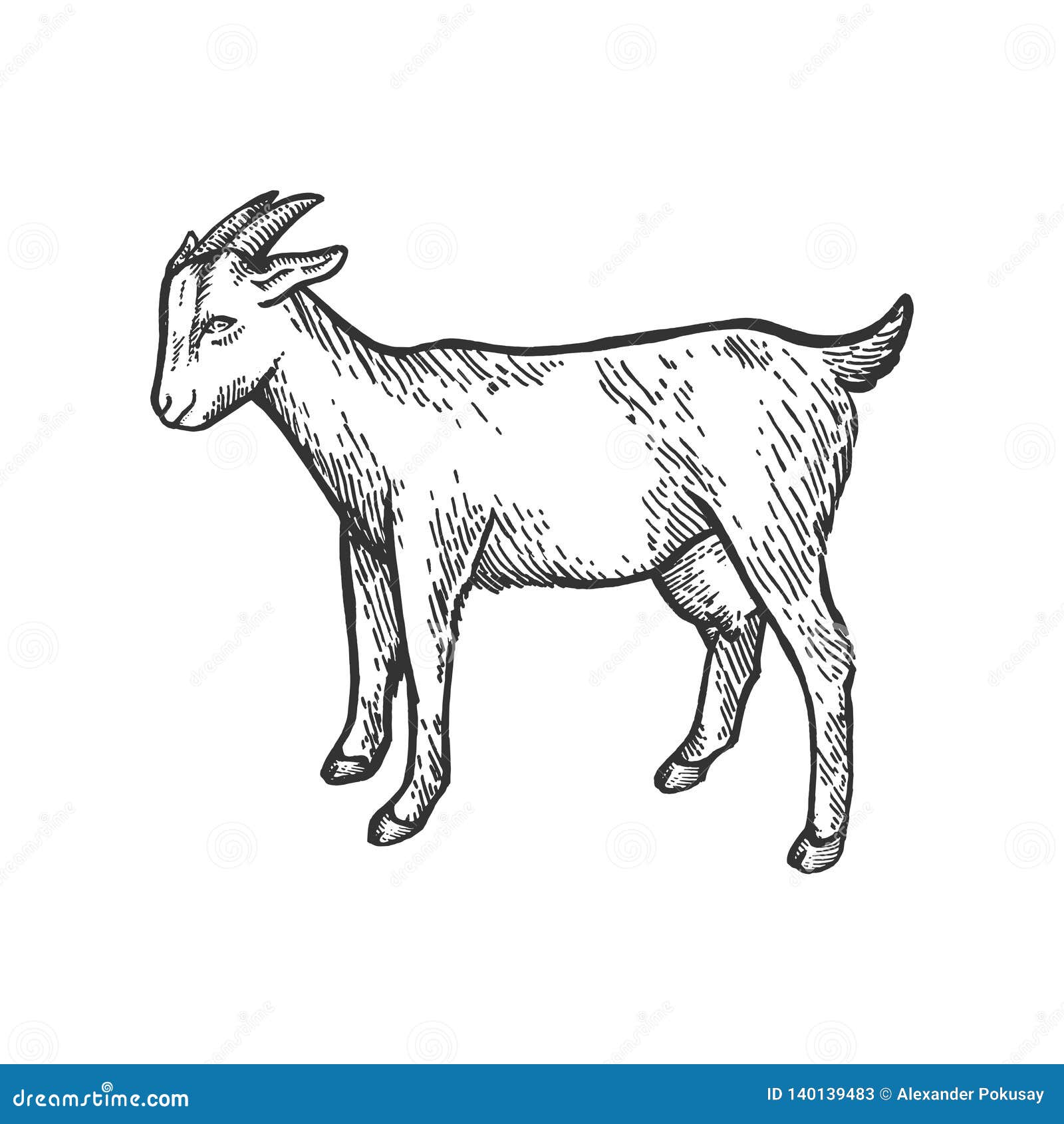 How to Draw a Goat for Beginners