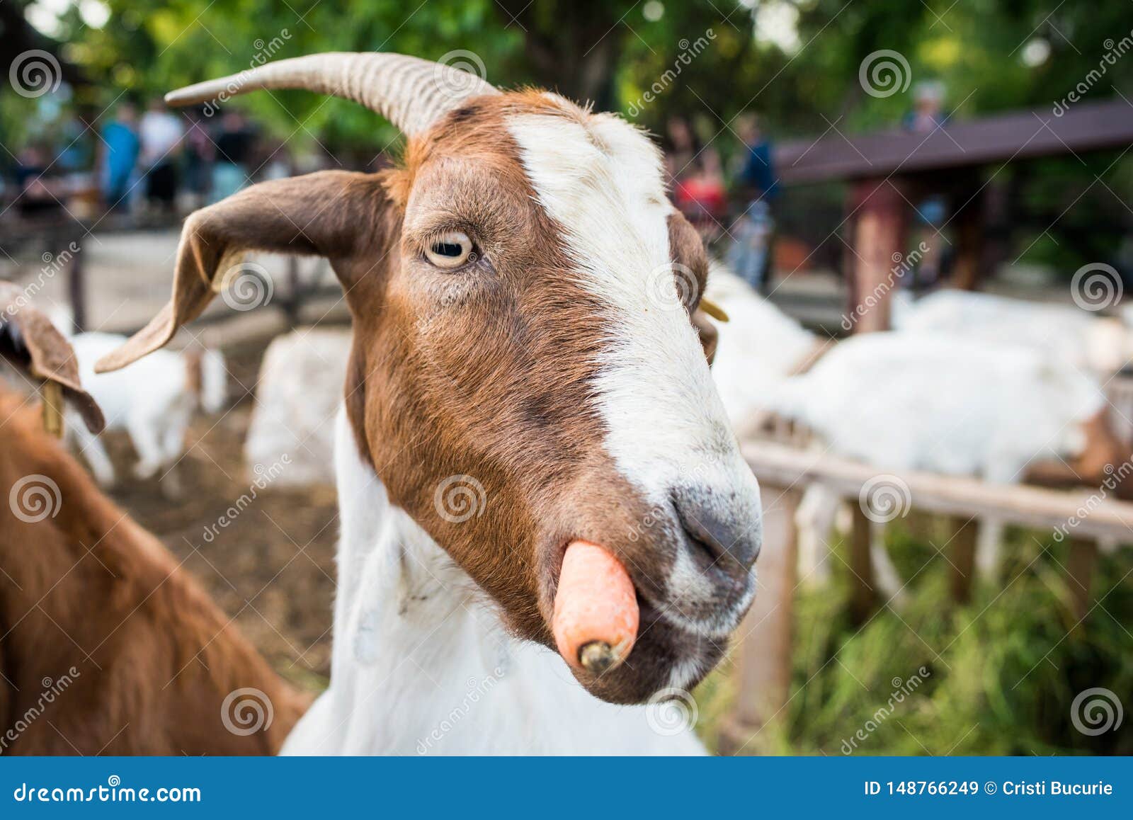 funny goat portrait eating carrots