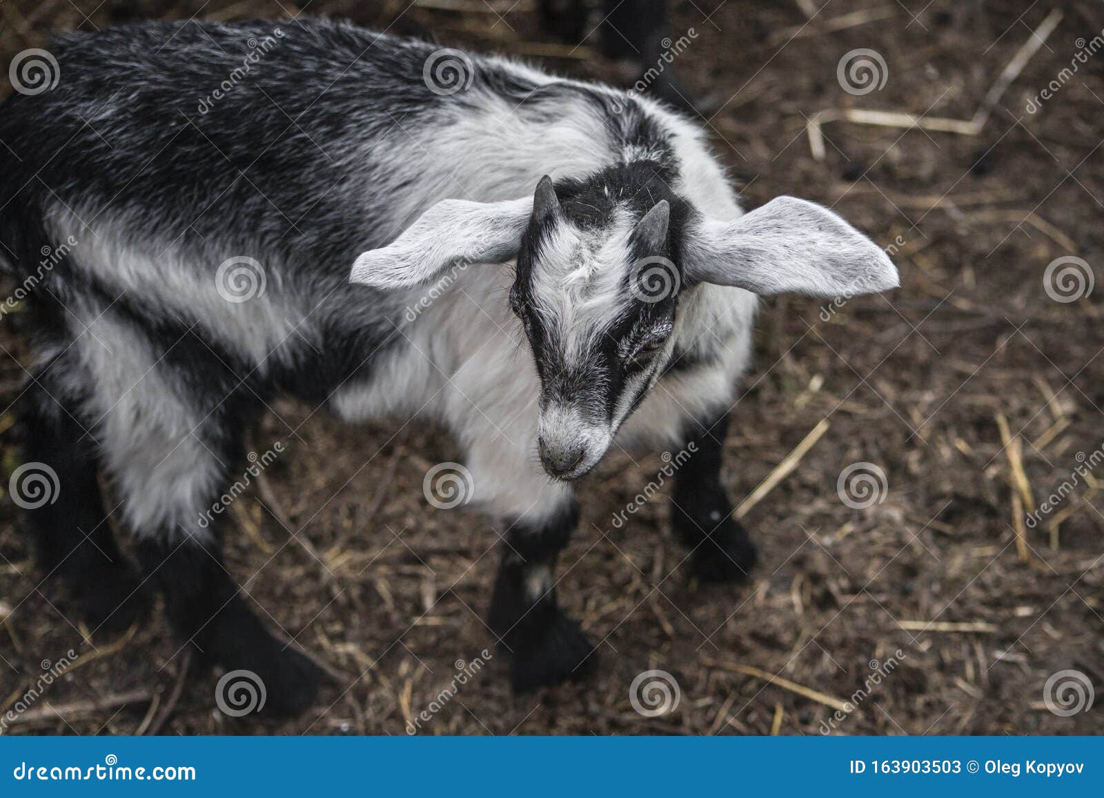 Turkish Hair Goat  Breed Profile  Backyard Goats