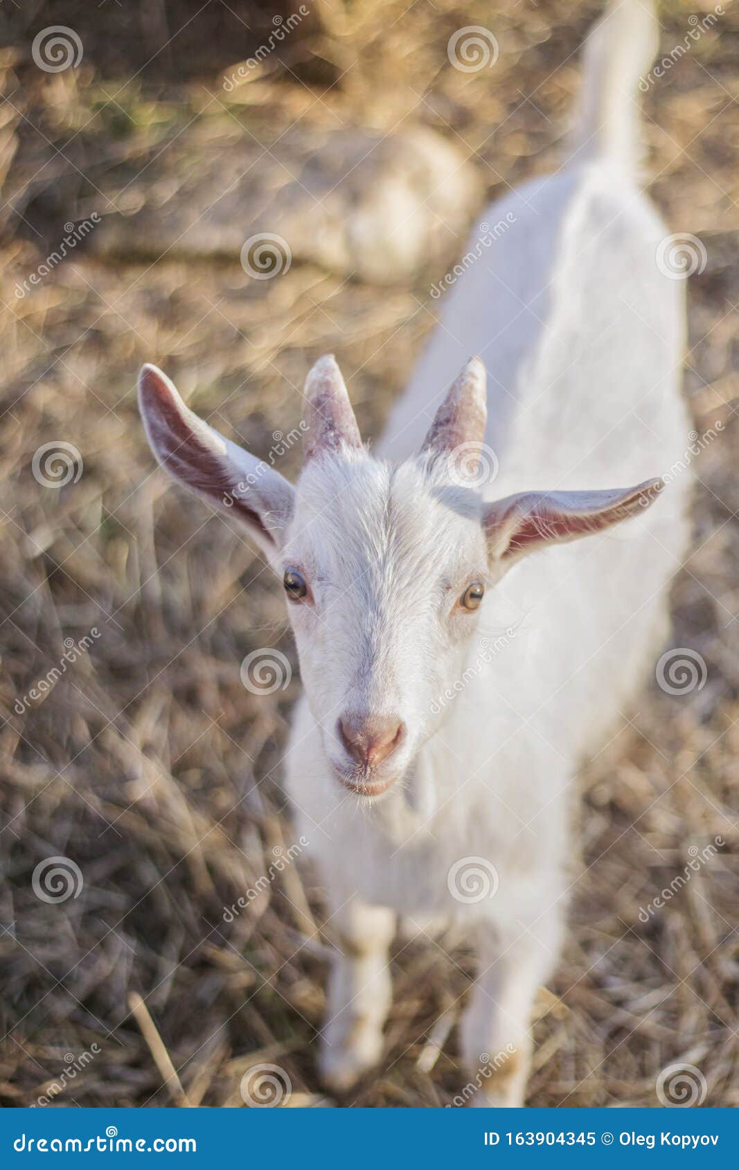 80 Free Goat Hair  Goat Images  Pixabay