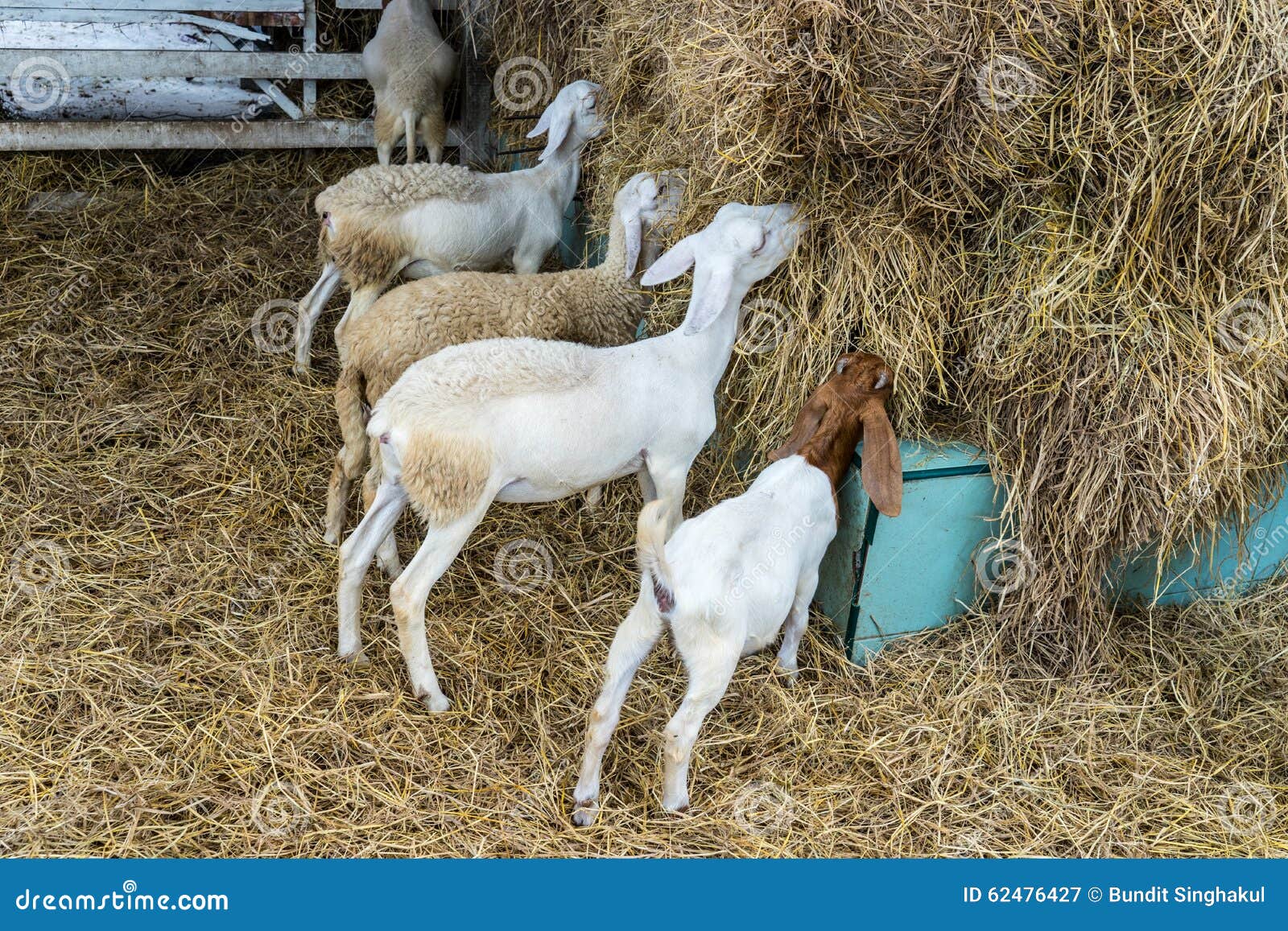 Goat graze stock image. Image of grass, farm, outside 62476427