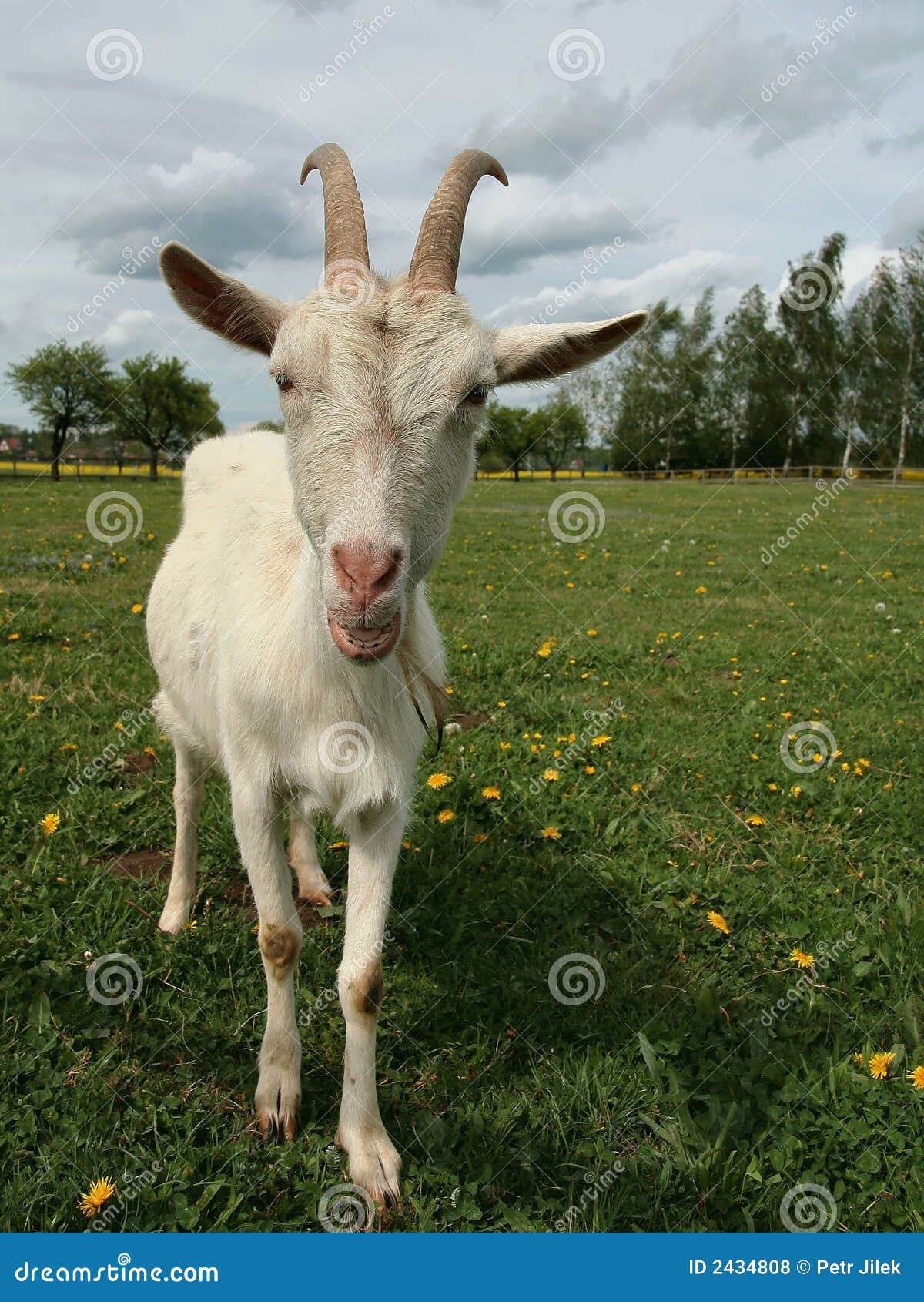 11,481 Old Goat Stock Photos - Free & Royalty-Free Stock Photos from  Dreamstime