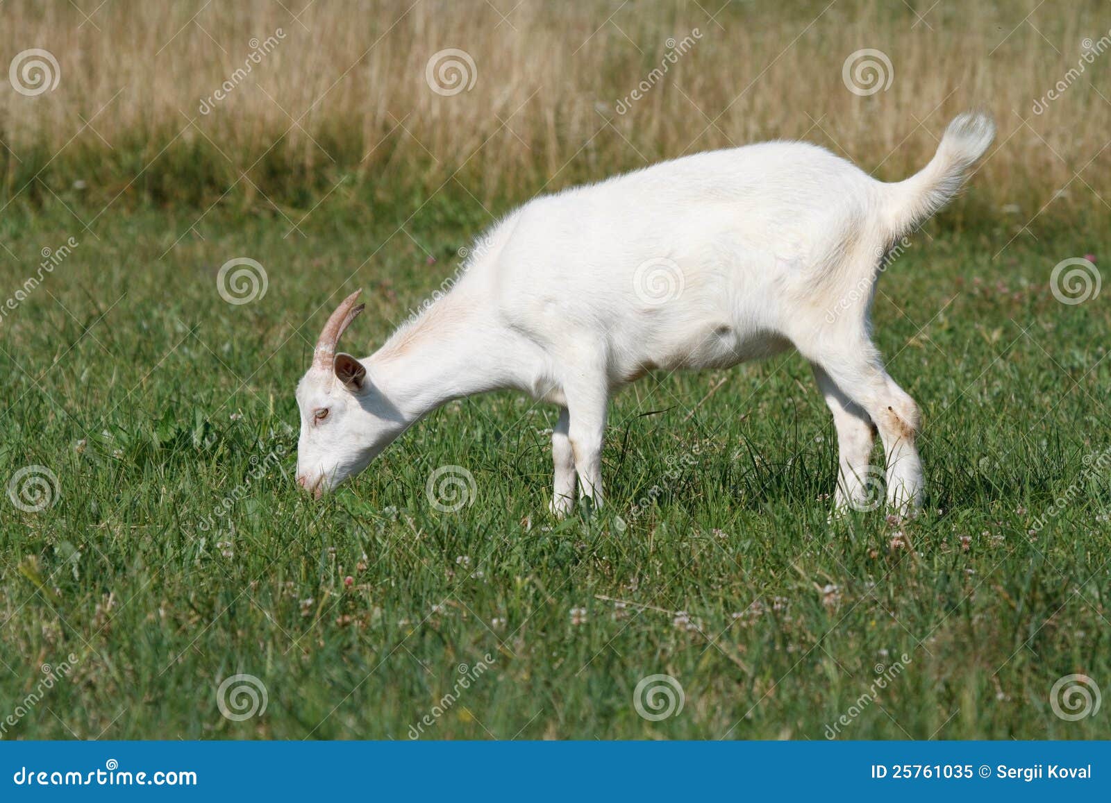 a goat grazing