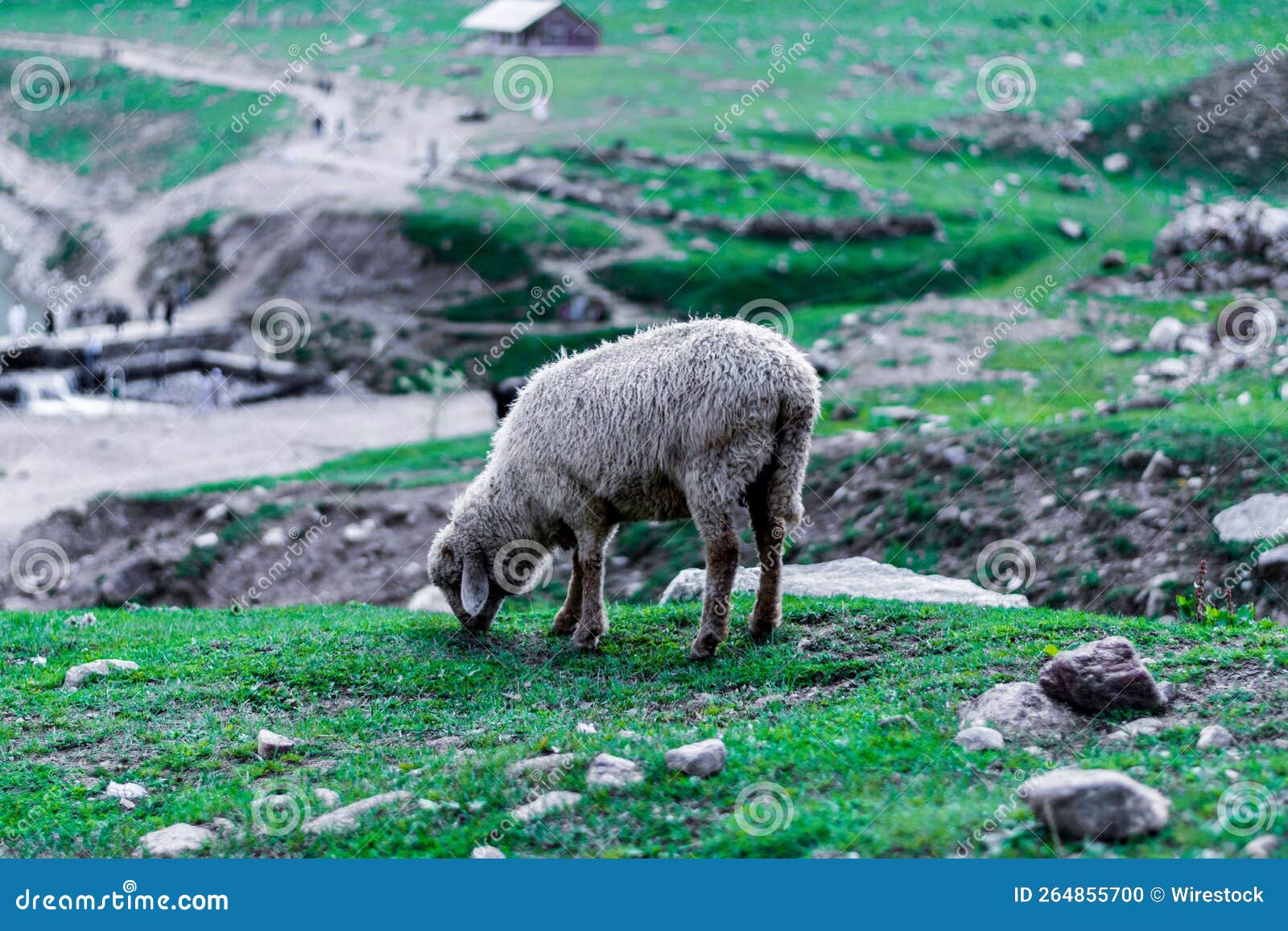 goat grazing on the fields around lake saif-ul-malook in pakistan.