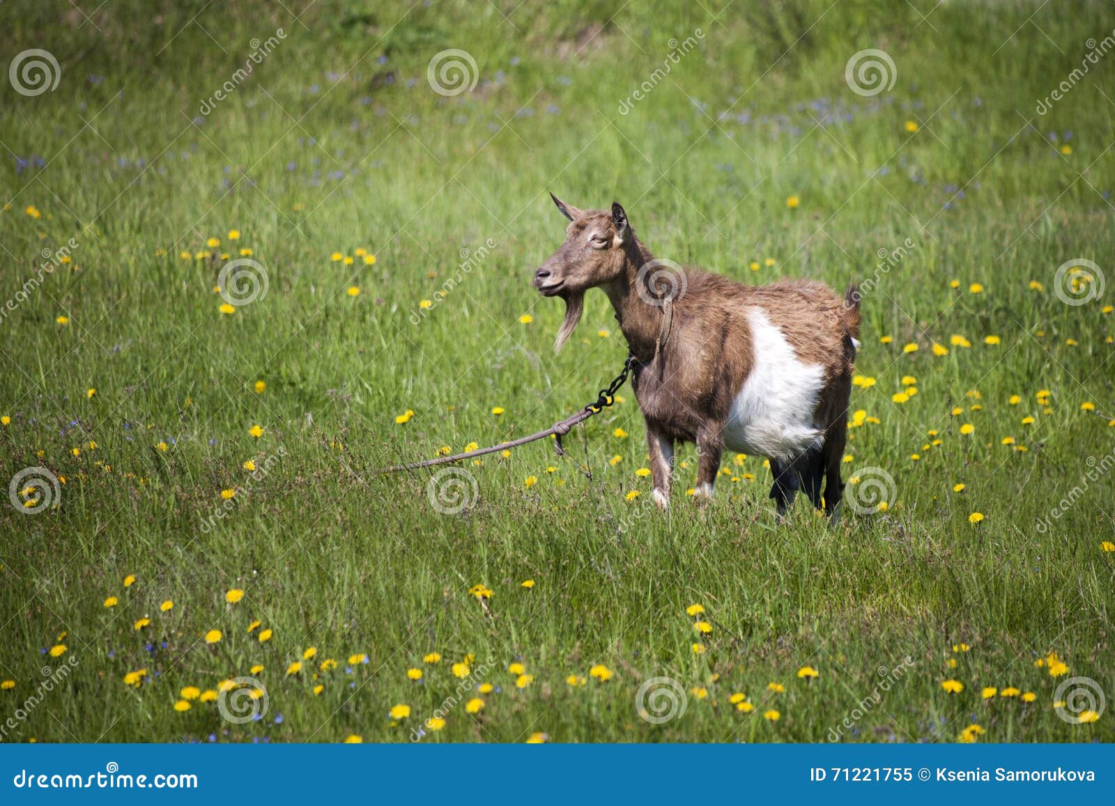 Goat Grazing. Meadow with Dandelions Stock Image Image of meadow