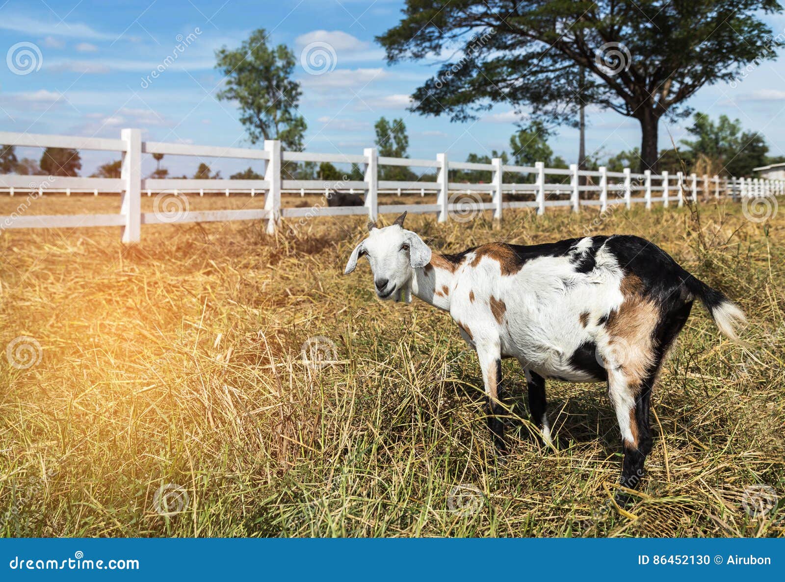 Goat Grazing in the Meadow Farm Stock Photo Image of horn, grazing