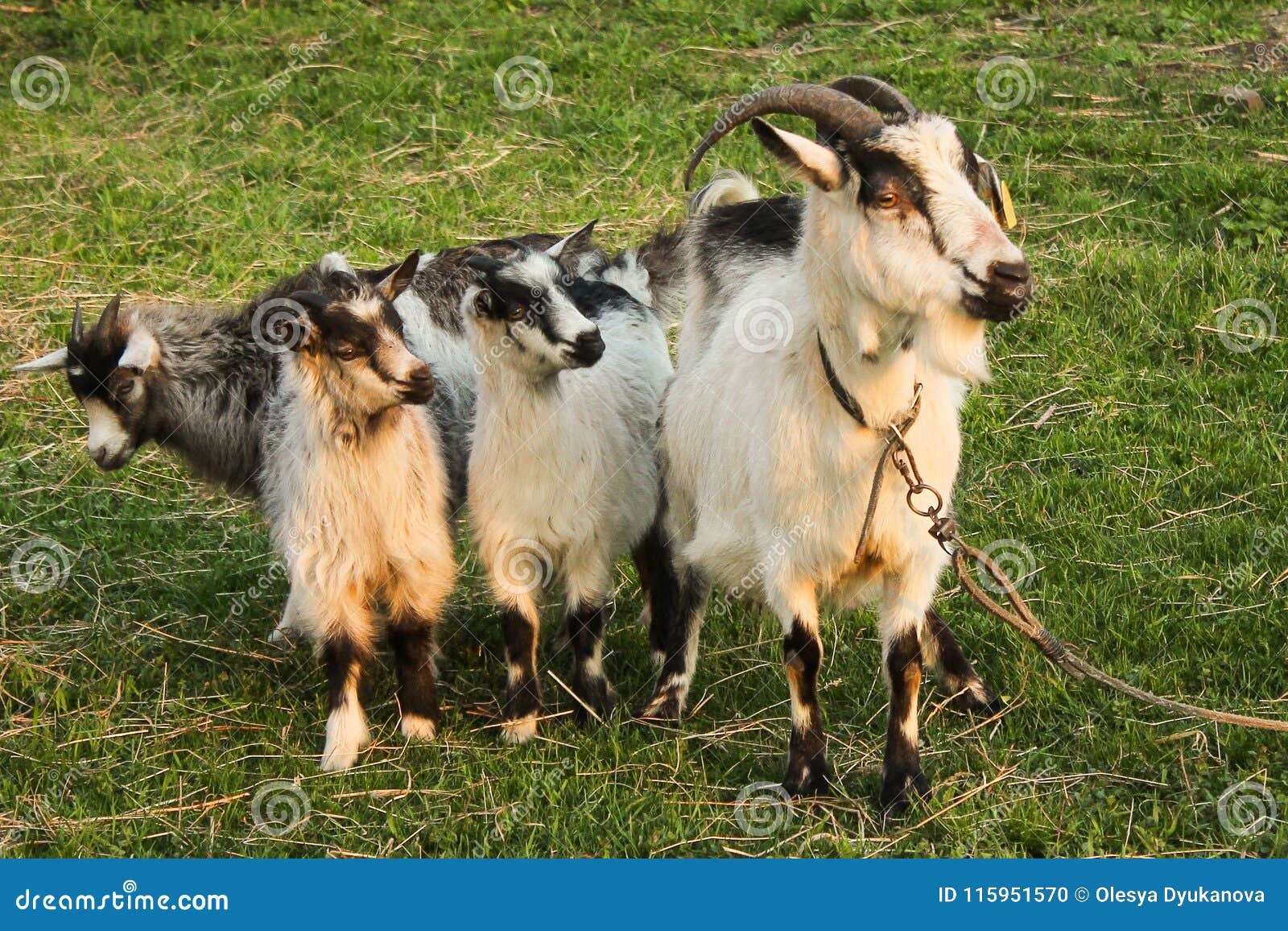 Goat Grazing in a Meadow with Two Small Gray and White Goats in the Goat Grazing in a Meadow with Two Small Gray and White Goats in the