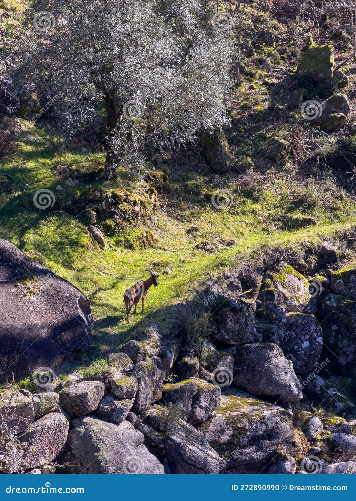 goat grazing next to water stream near fecha de barjas waterfall