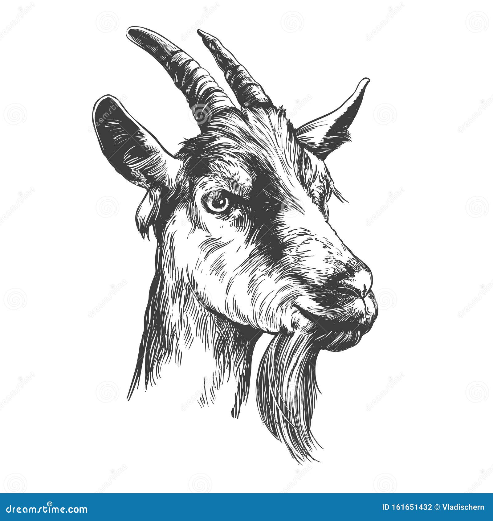 How to Draw a Goat Step by Step Easy for BeginnersKids  Simple Goats  Drawing Tutorial  YouTube