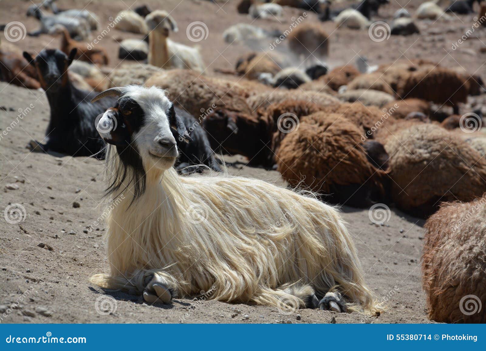 The Goat`s Head Looks Out Of The Enclosure. The Goat Turns Its Head To
