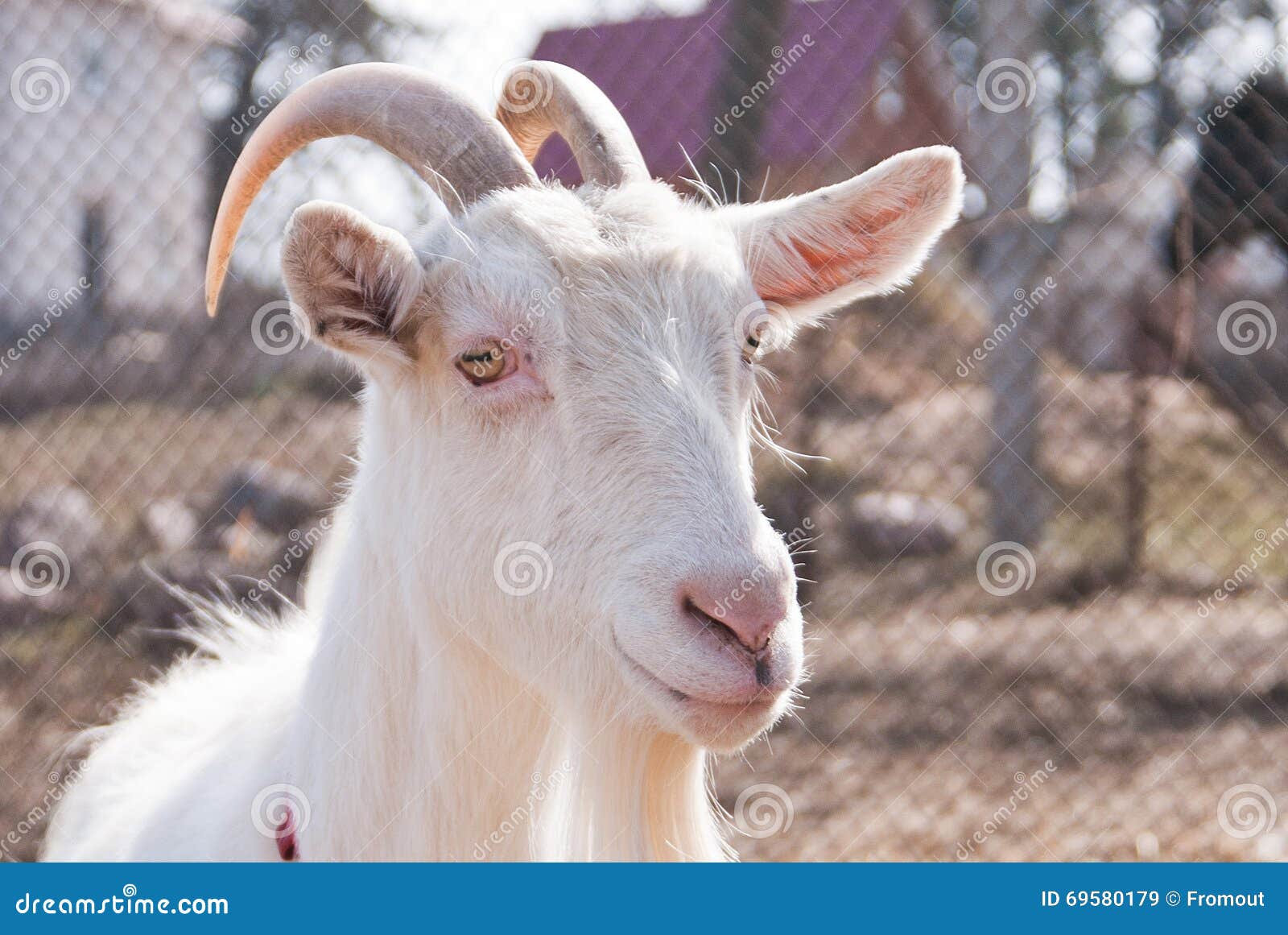 The Goat`s Head Looks Out Of The Enclosure. The Goat Turns Its Head To