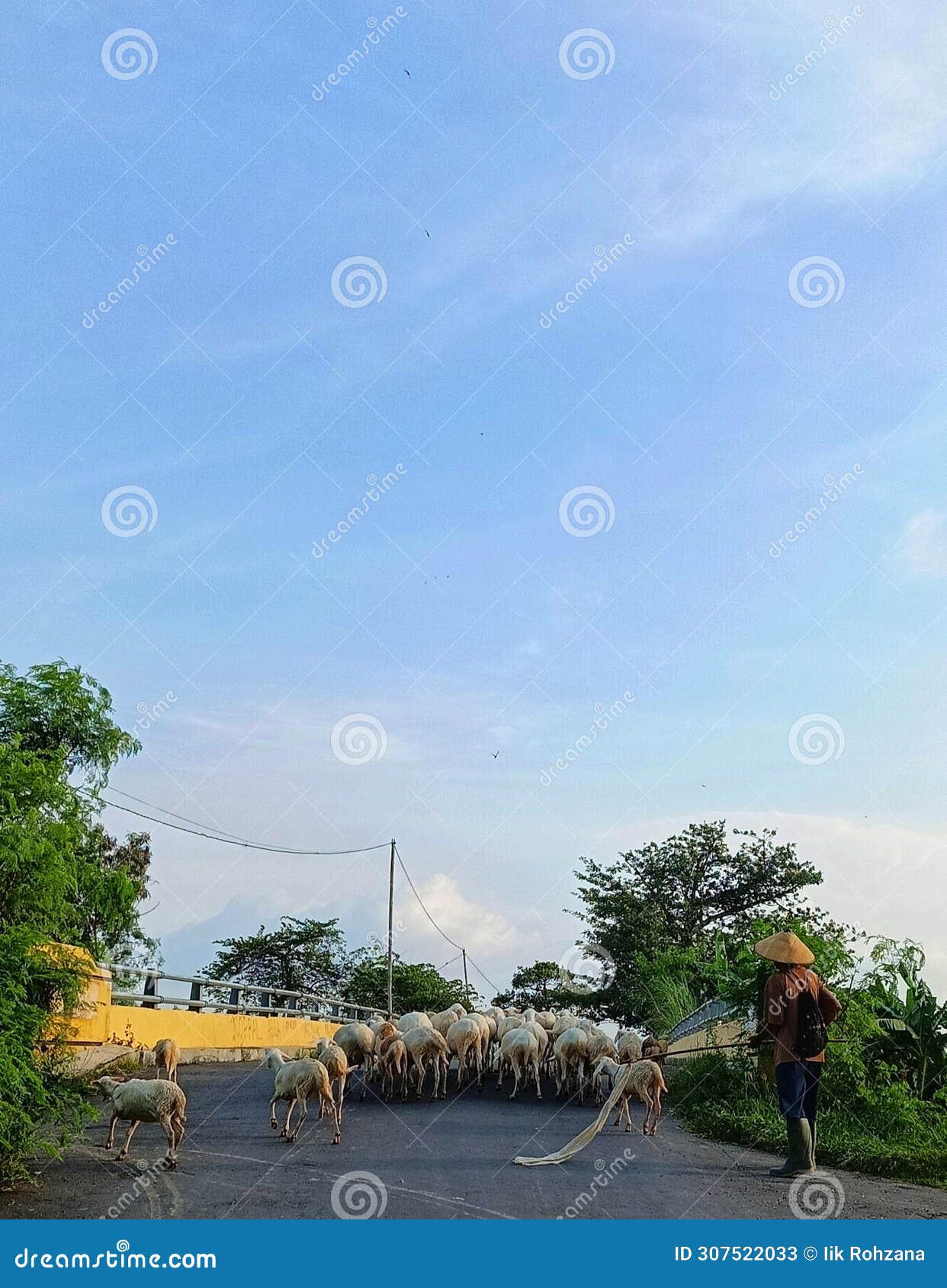 goat herder, kudus indonesia