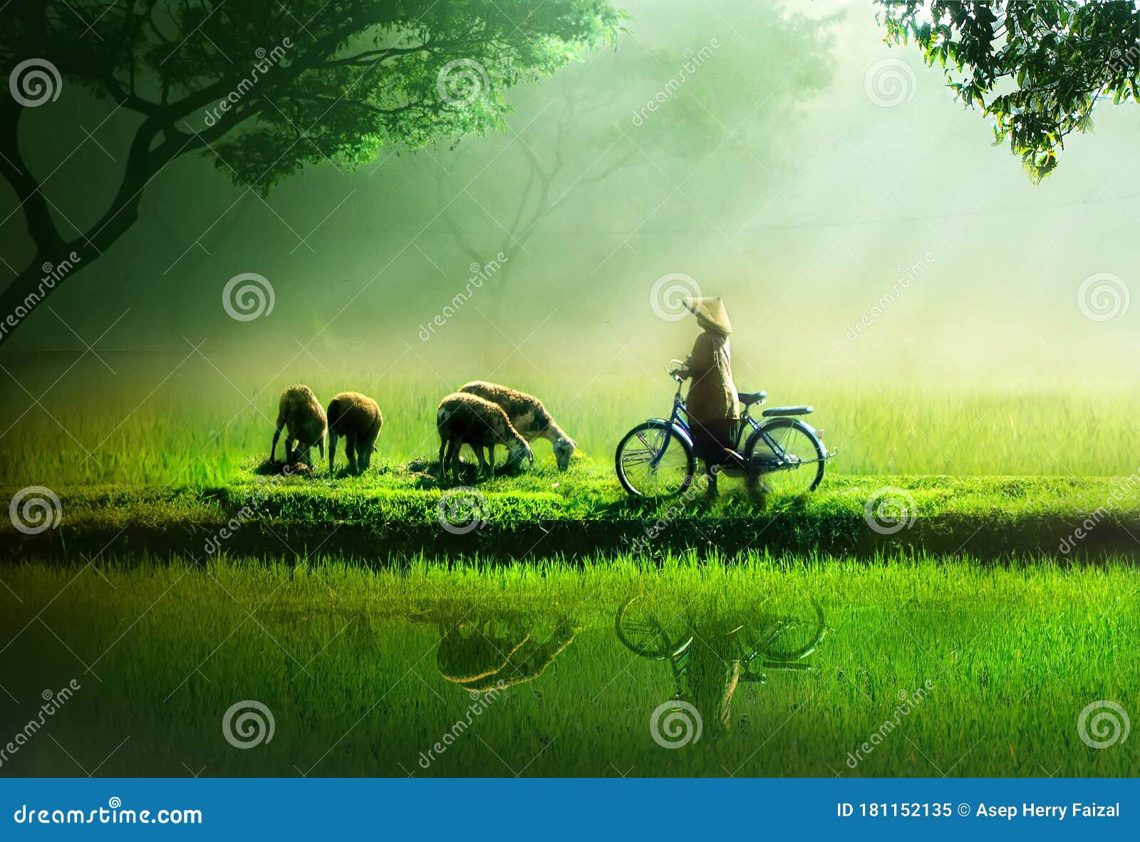 goat herder by the rice land