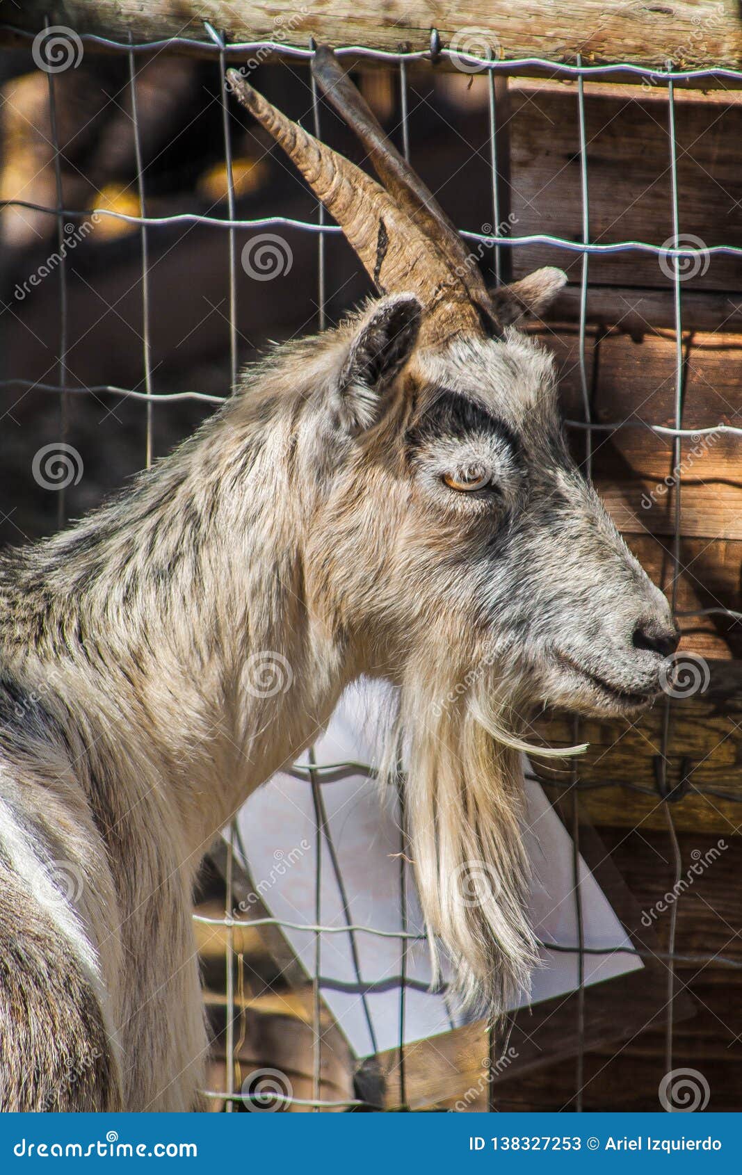 Goat in his corral stock image. Image of corral, face - 138327253 Goat in his corral stock image. Image of corral, face - 138327253