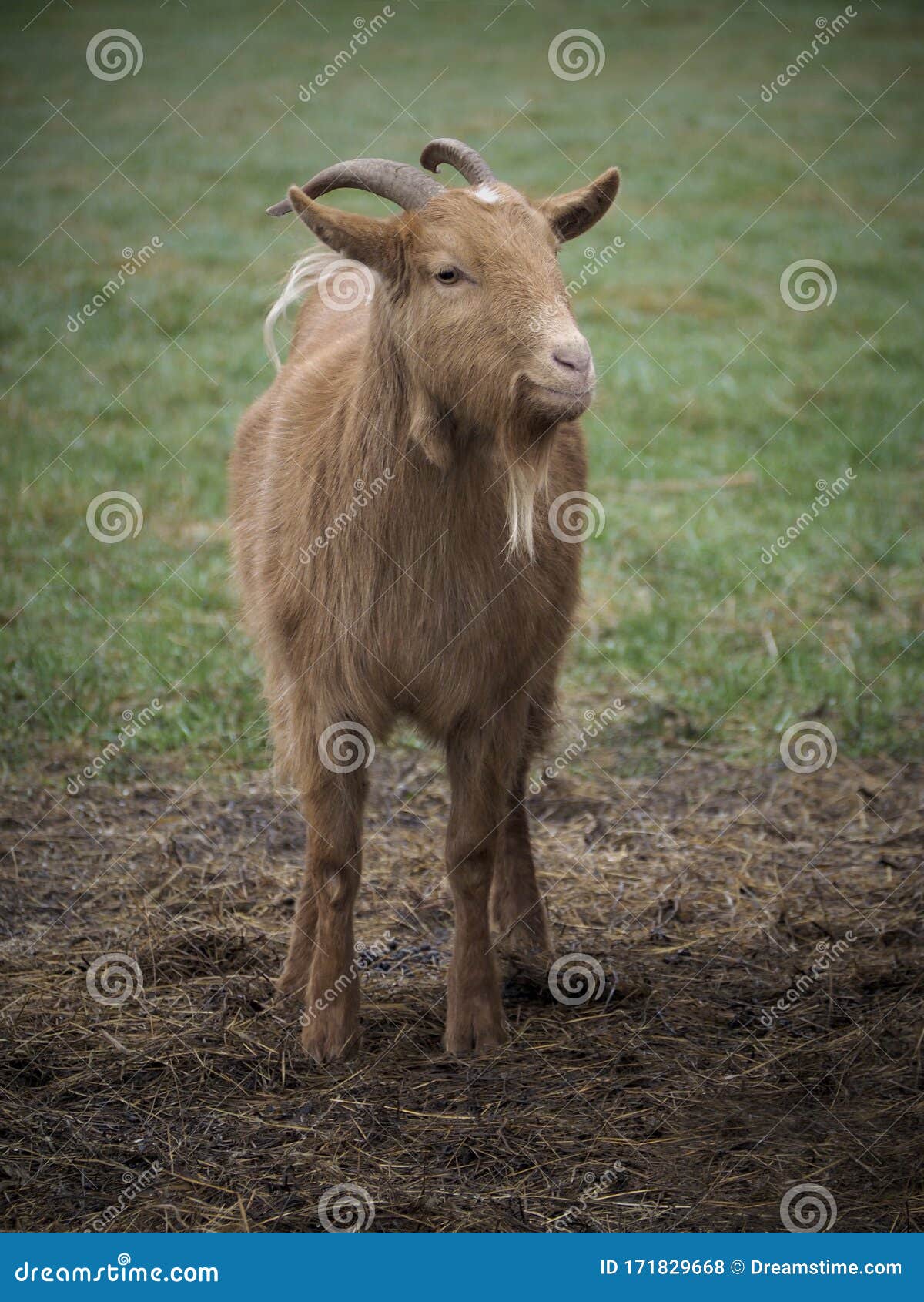 Goat hollowhorned stock photo. Image of straight, hair 171829668