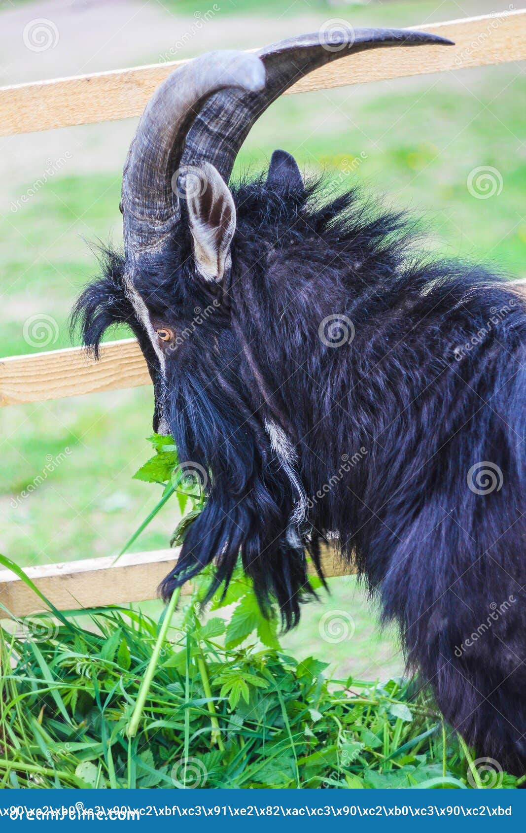 Goat stock photo. Image of funny, domestic, cute, industry - 72753494 Goat stock photo. Image of funny, domestic, cute, industry - 72753494