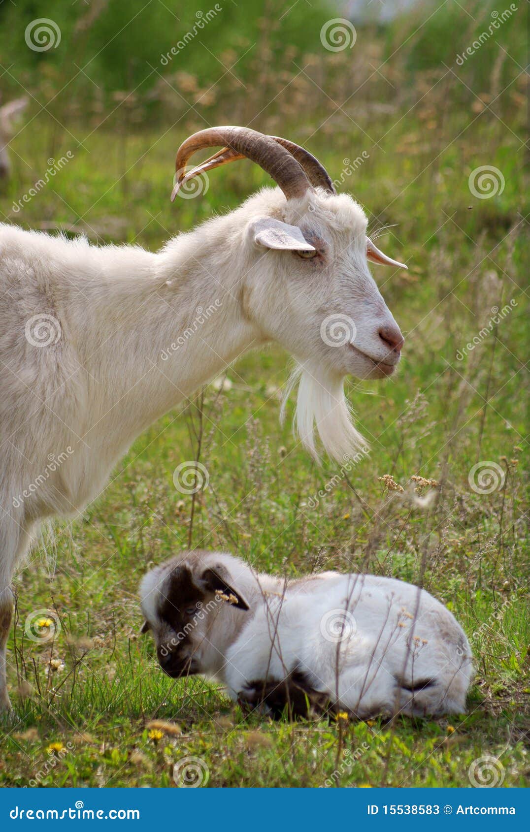 Goat and kid stock image. Image of green, young, animal
