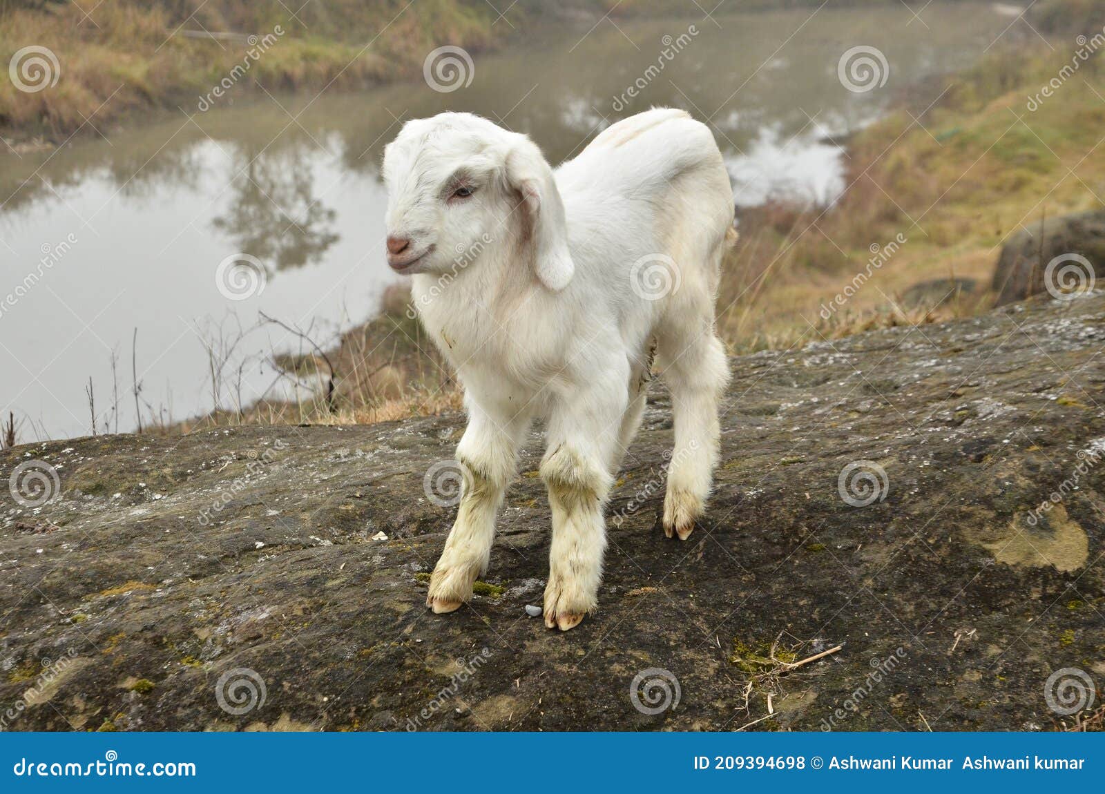 Goat Kid Stand in the Beautiful Ground Stock Photo Image of gourand