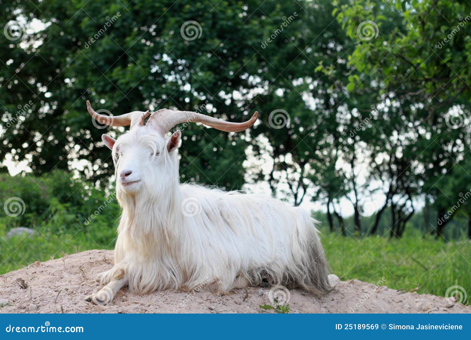 Goat with large horns stock image. Image of animal, single 25189569