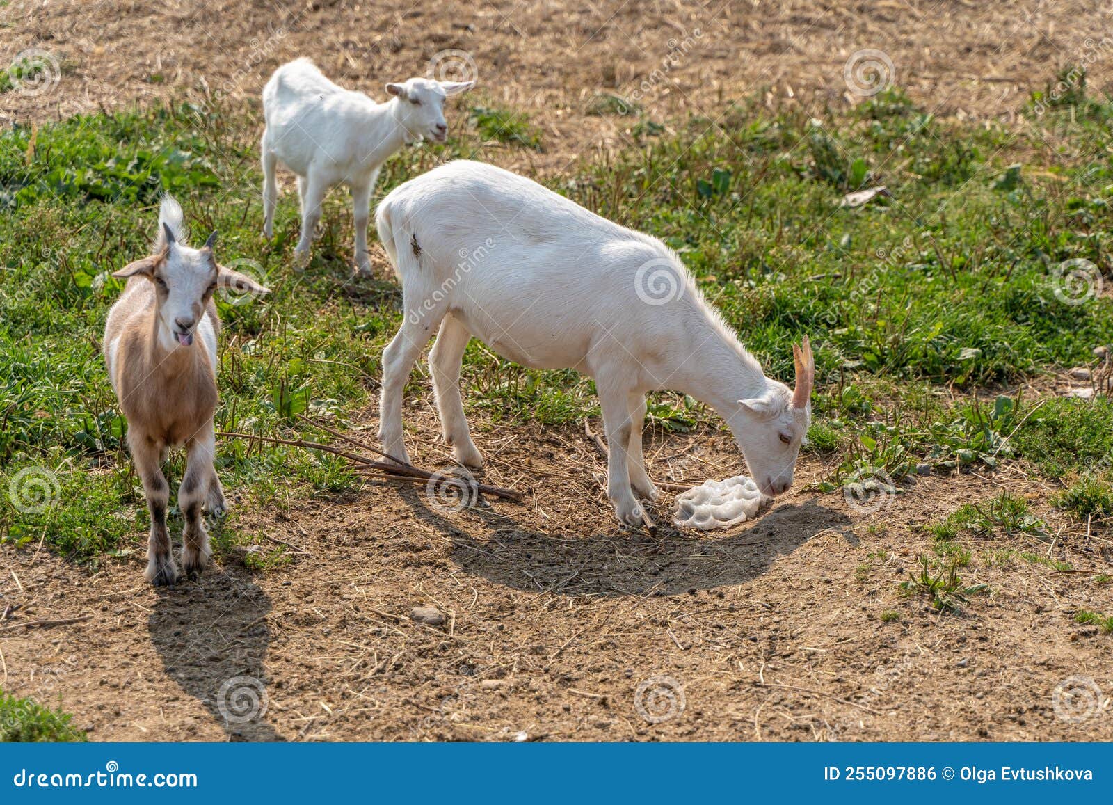 Goat Licks Salt on a Farm in a Pasture Stock Photo Image of rural