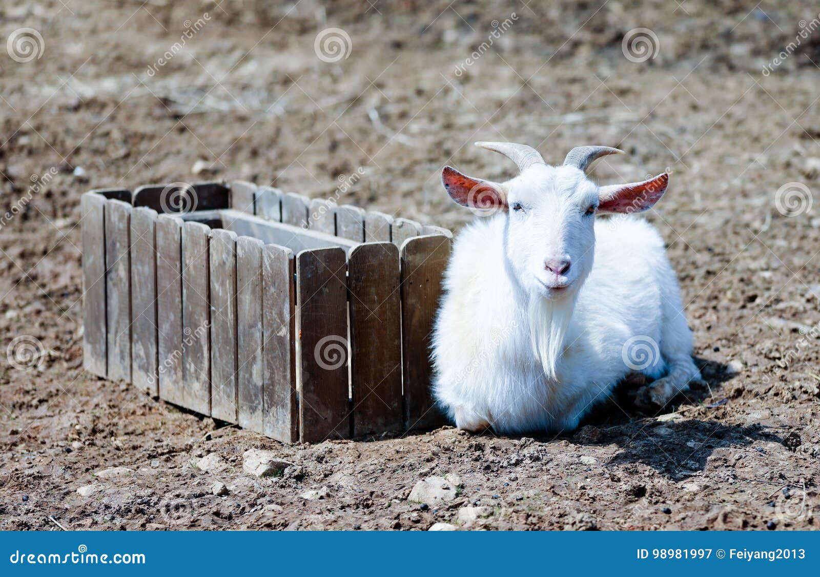 Goat stock image. Image of agriculture, farm, outdoors - 98981997