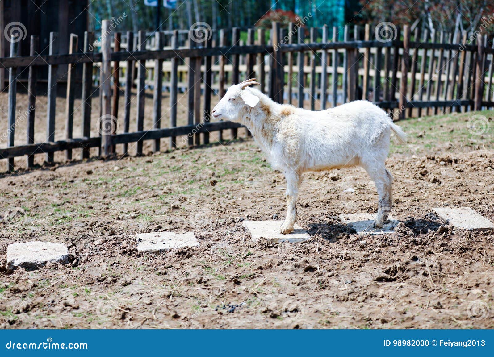 Goat stock photo. Image of farm, goat, daytime, outdoors - 98982000 Goat stock photo. Image of farm, goat, daytime, outdoors - 98982000