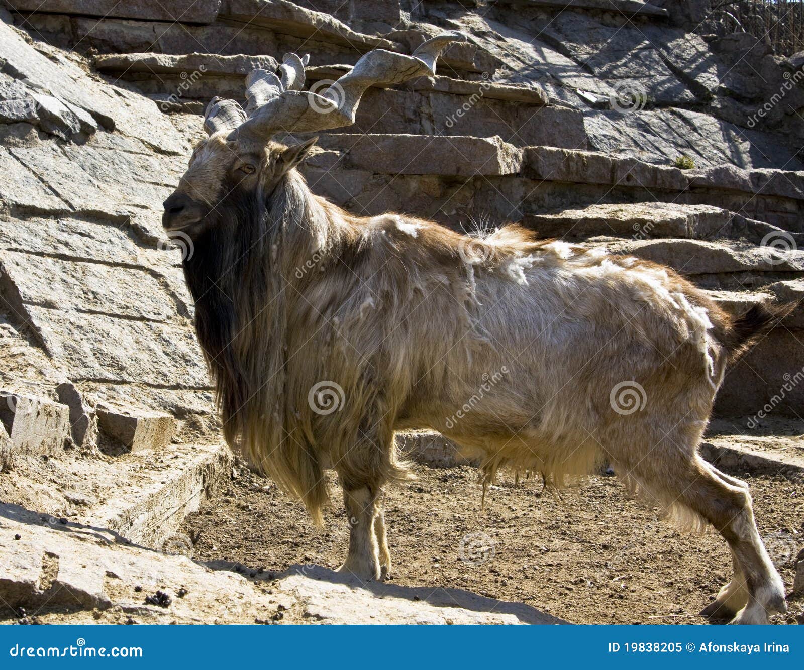 Goat markhor stock image. Image of wild, falconer, capra - 19838205
