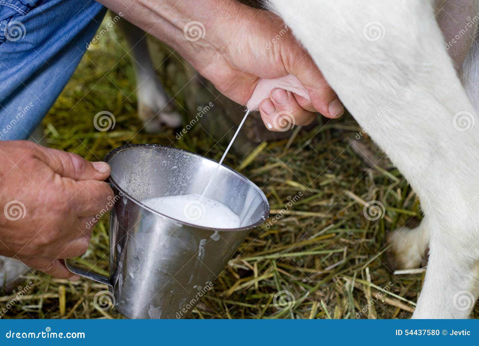 Goat milking stock photo. Image of nature, food, milk 54437580