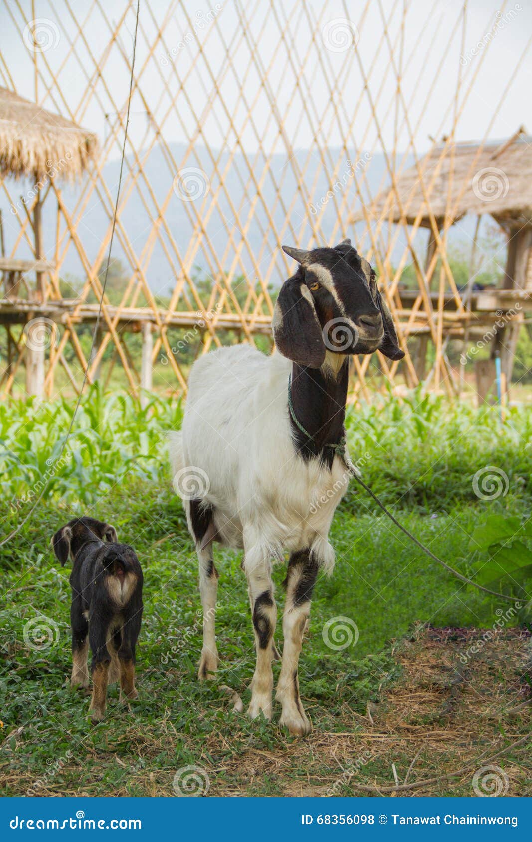 Goat stock photo. Image of mother, thailand, boer, family 68356098
