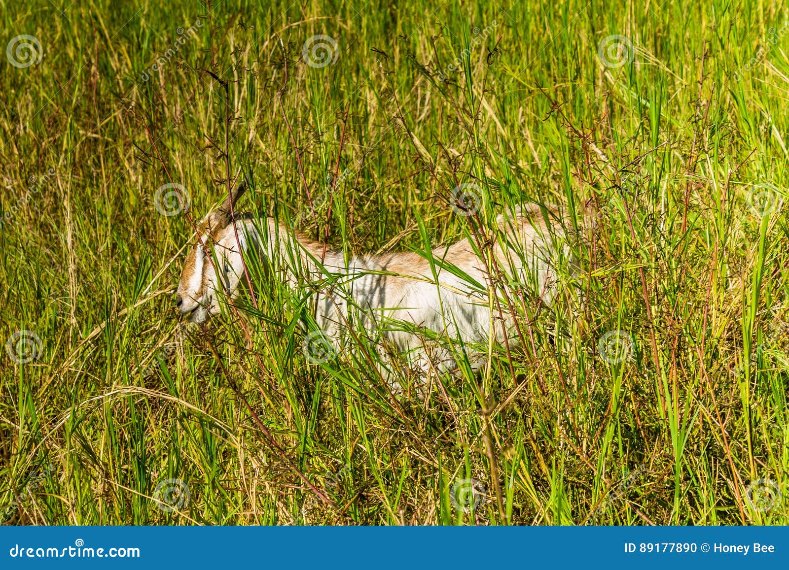 goat in natural background