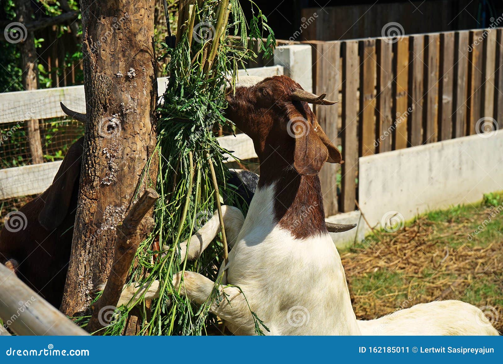 Goat, the Oldest Domestic Animal Stock Image Image of food, head