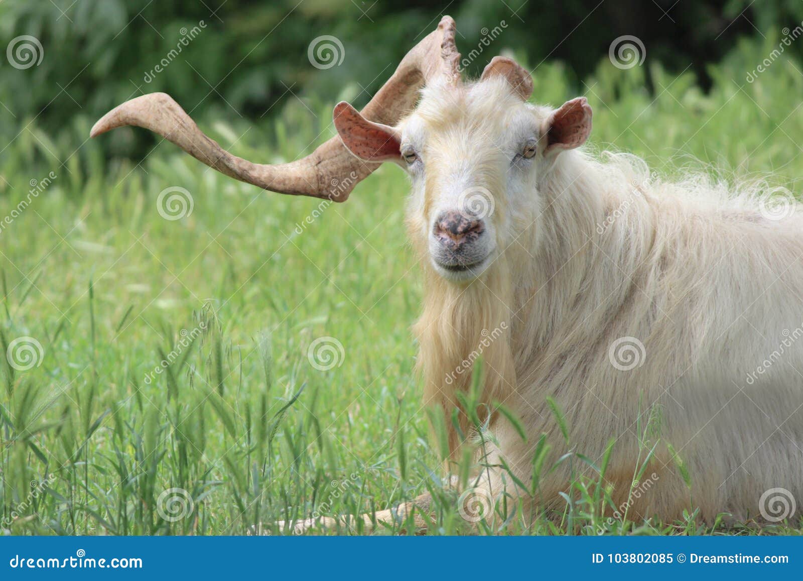 A goat with one horn stock image. Image of farming, country 103802085