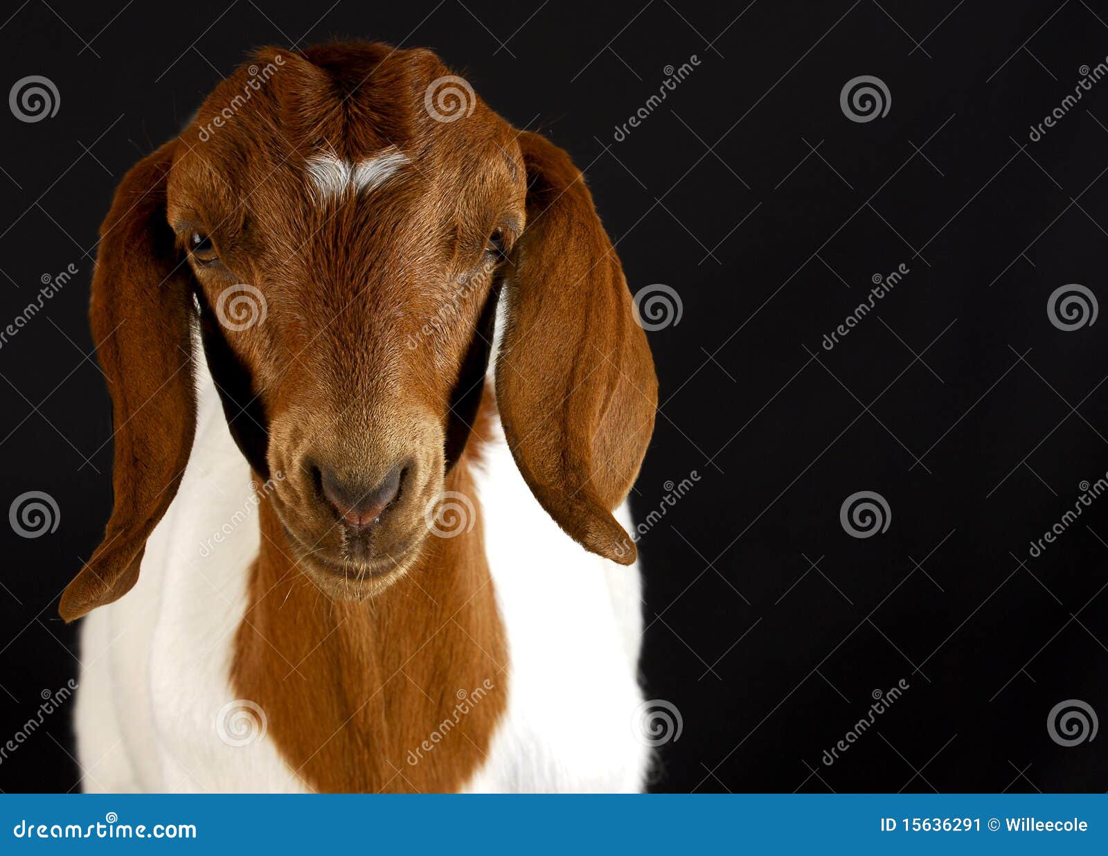 Goat portrait stock image. Image of head, farm, livestock - 15636291