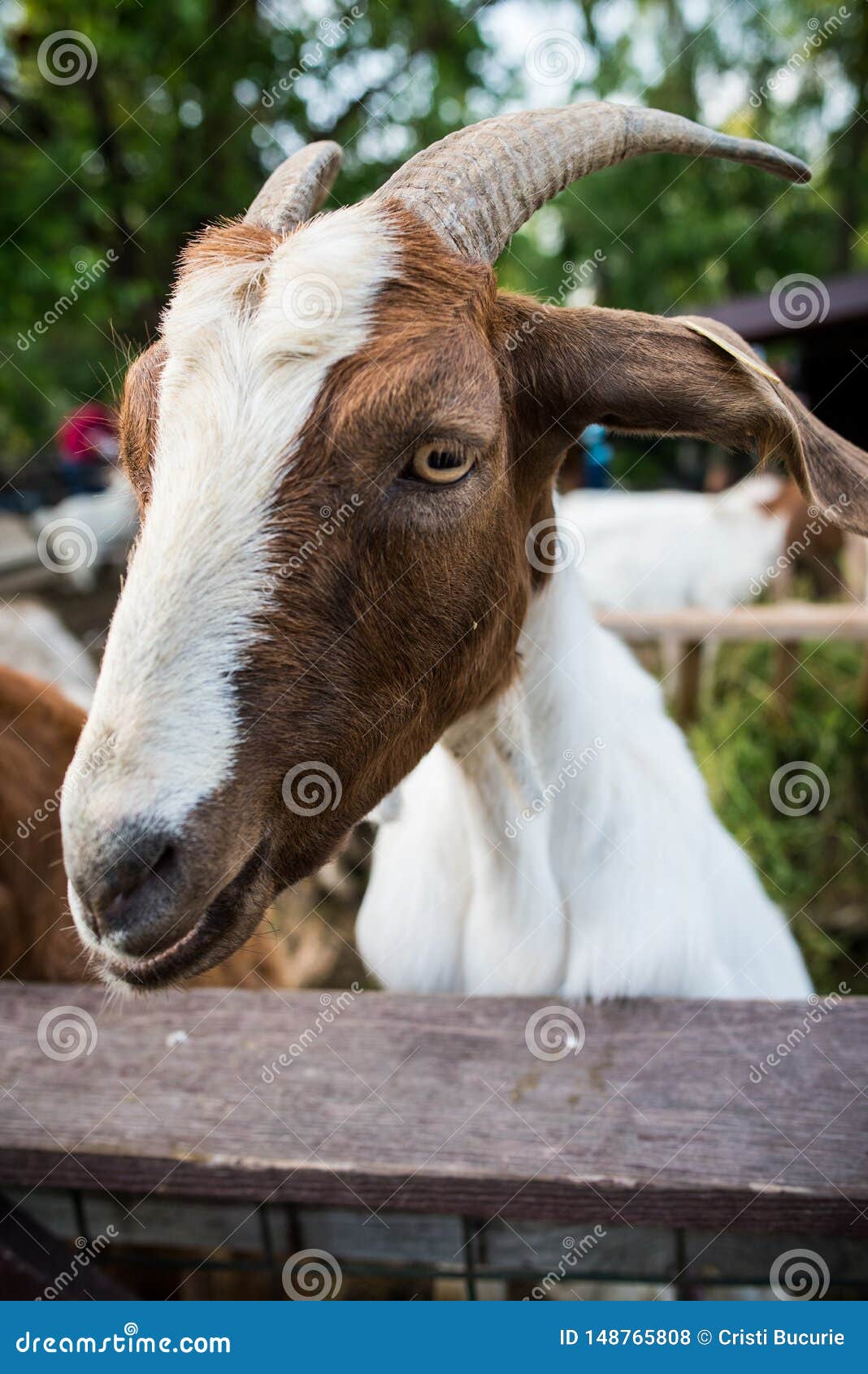 expressive goat portrait
