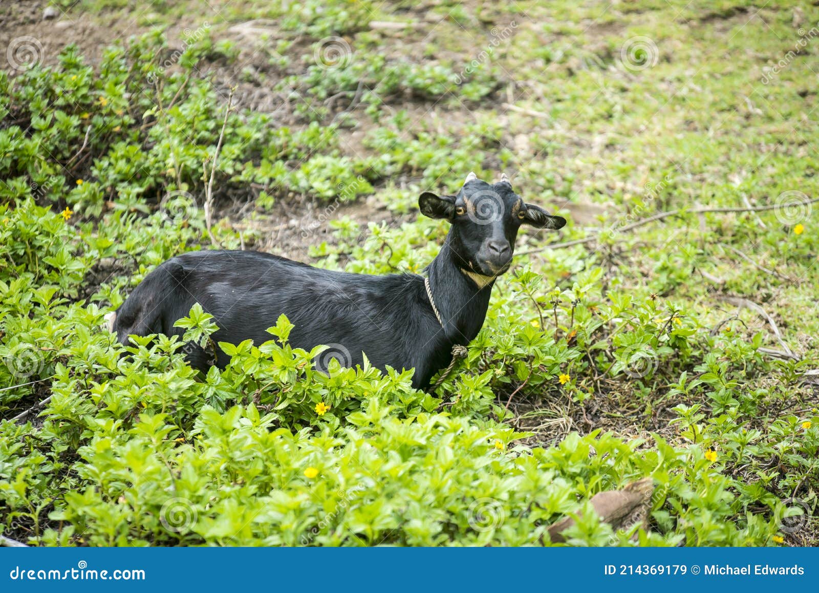 A Goat with a Rope Tied To Its Neck To Keep it from Going Far in a  Mountainous Rural Village. Small Scale Animal Husbandry. Stock Image -  Image of local, husbandry: 214369179